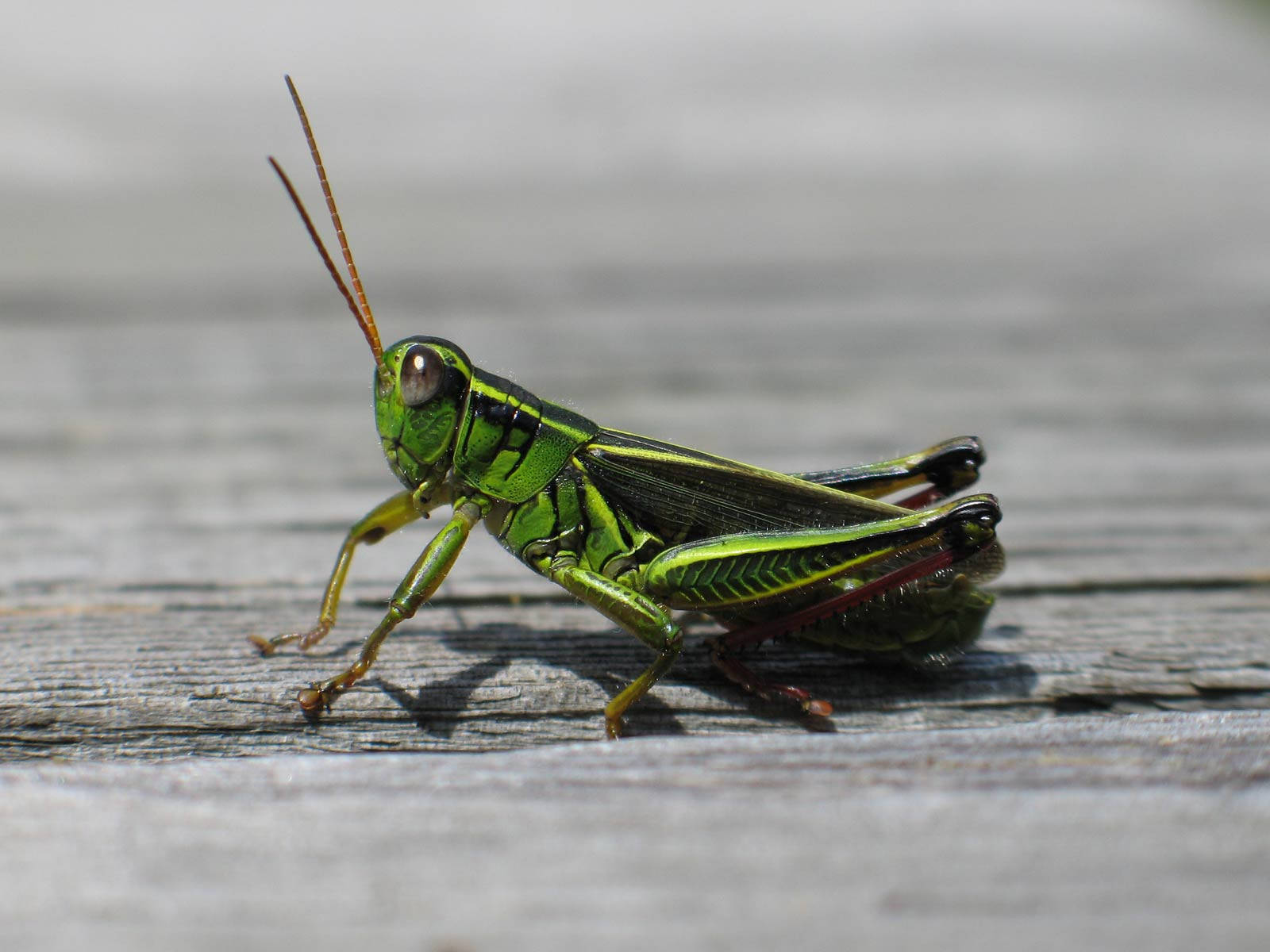 Red-legged Grasshopper Background