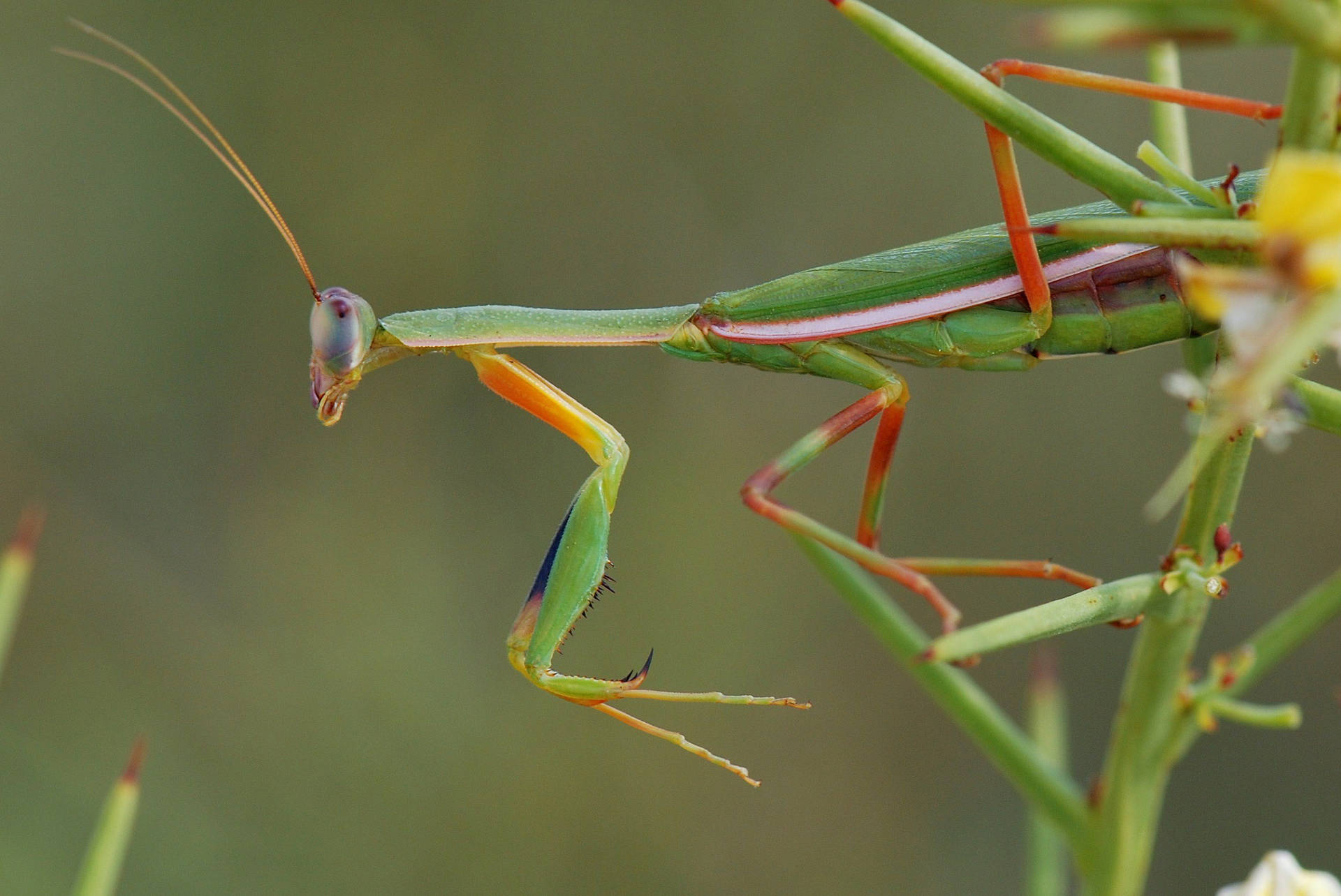 Red-legged Praying Mantis Background