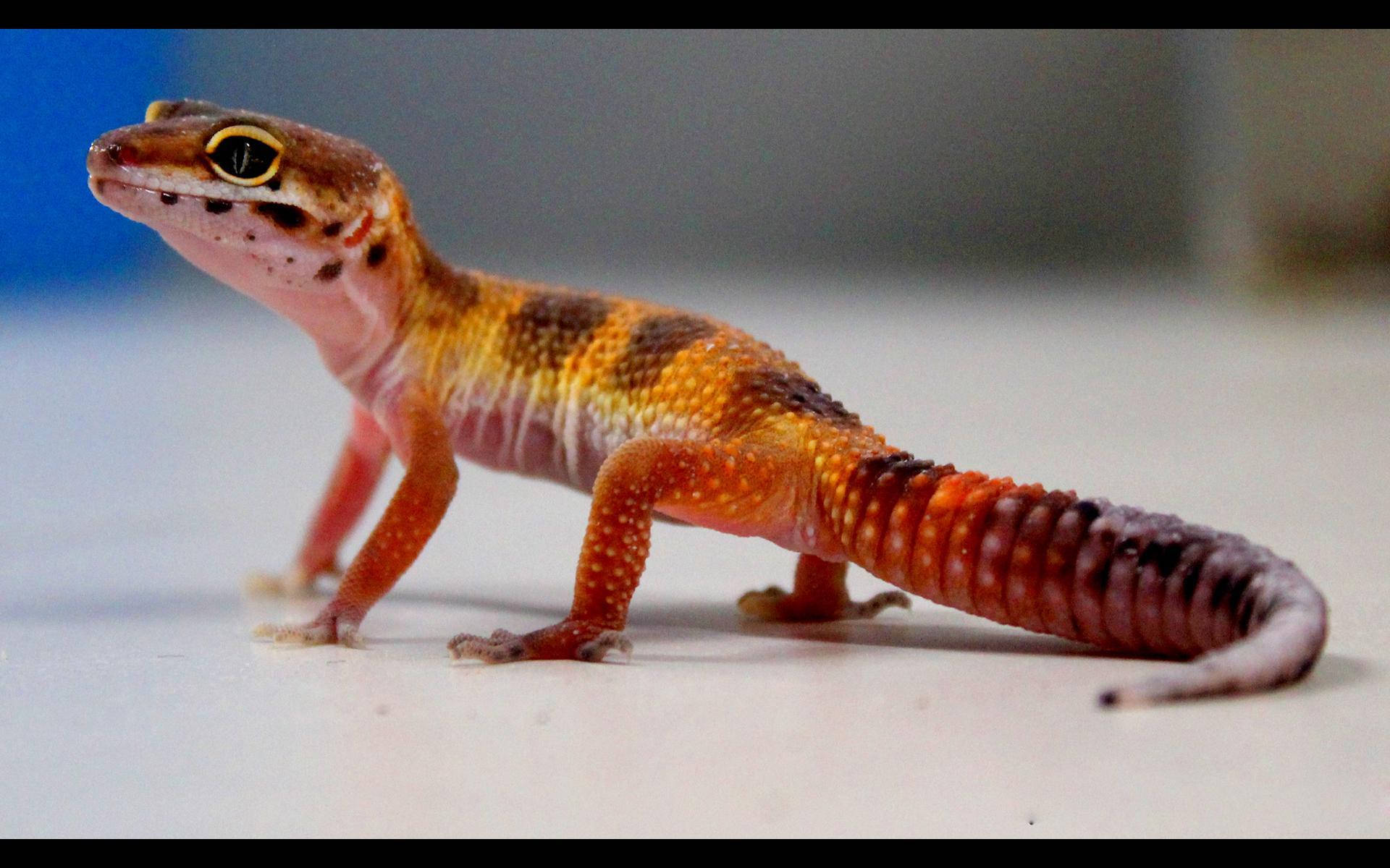 Red Leopard Gecko Standing Background