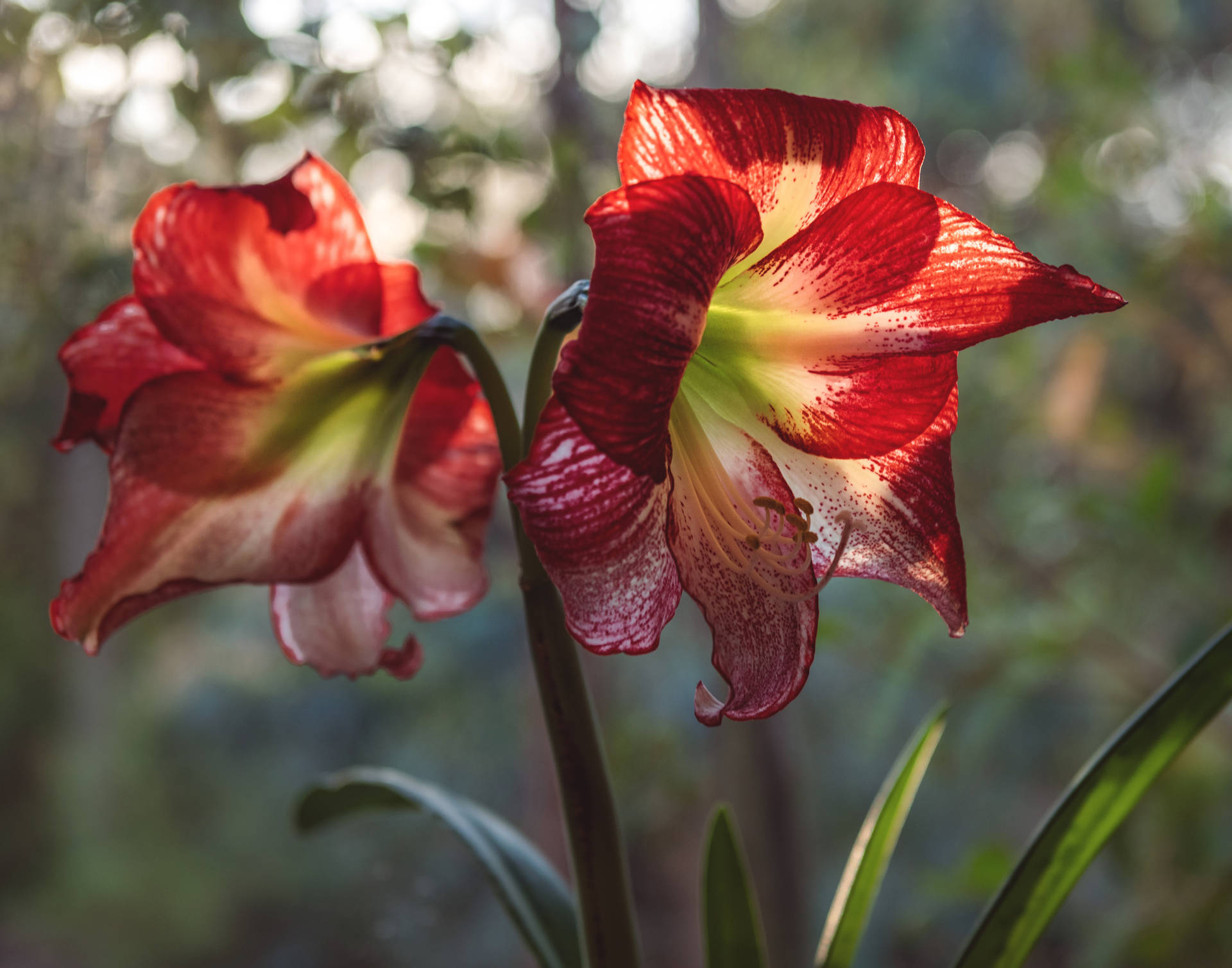 Red Lily Orchids Background