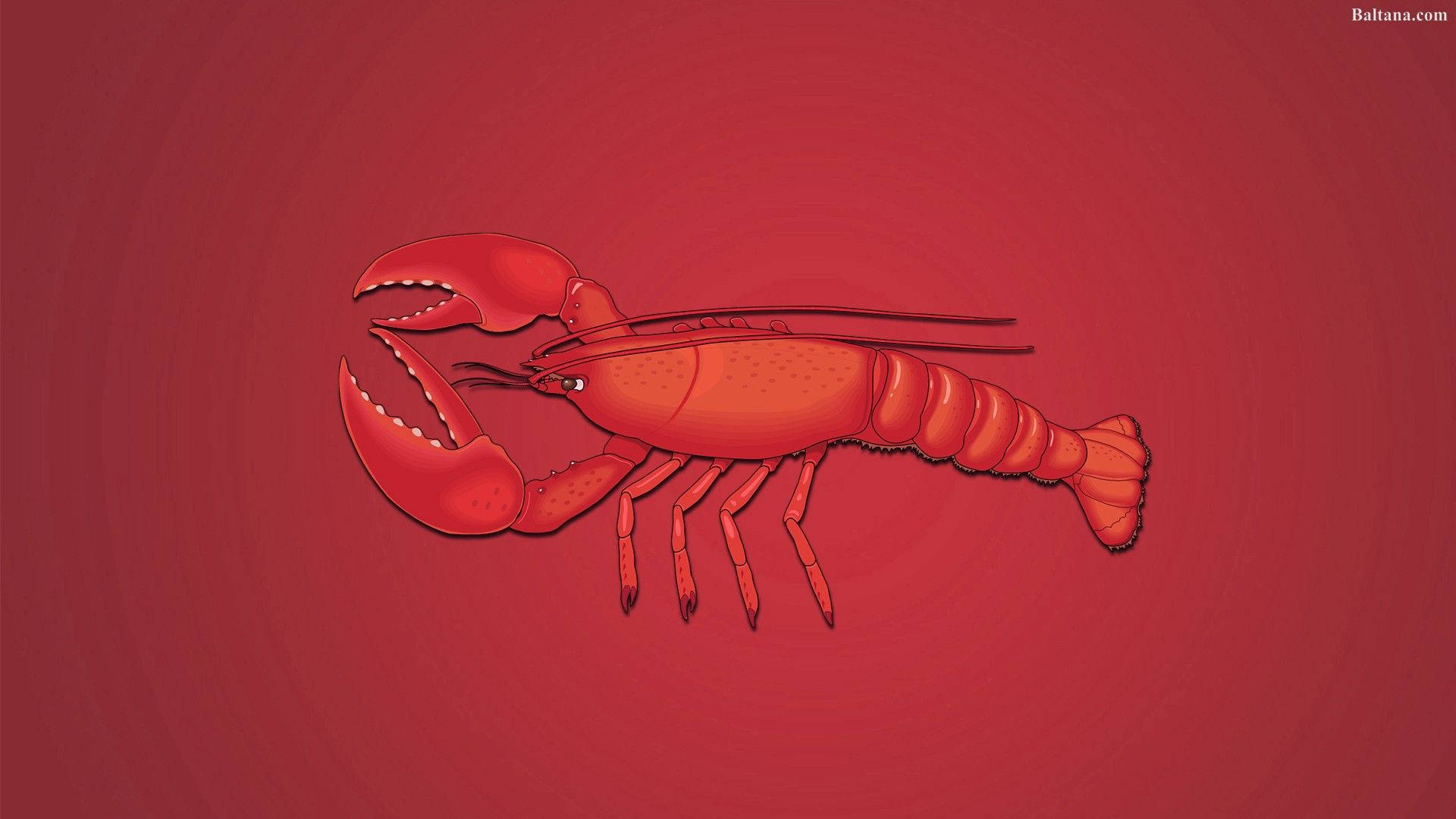 Red Lobster Illustration Background