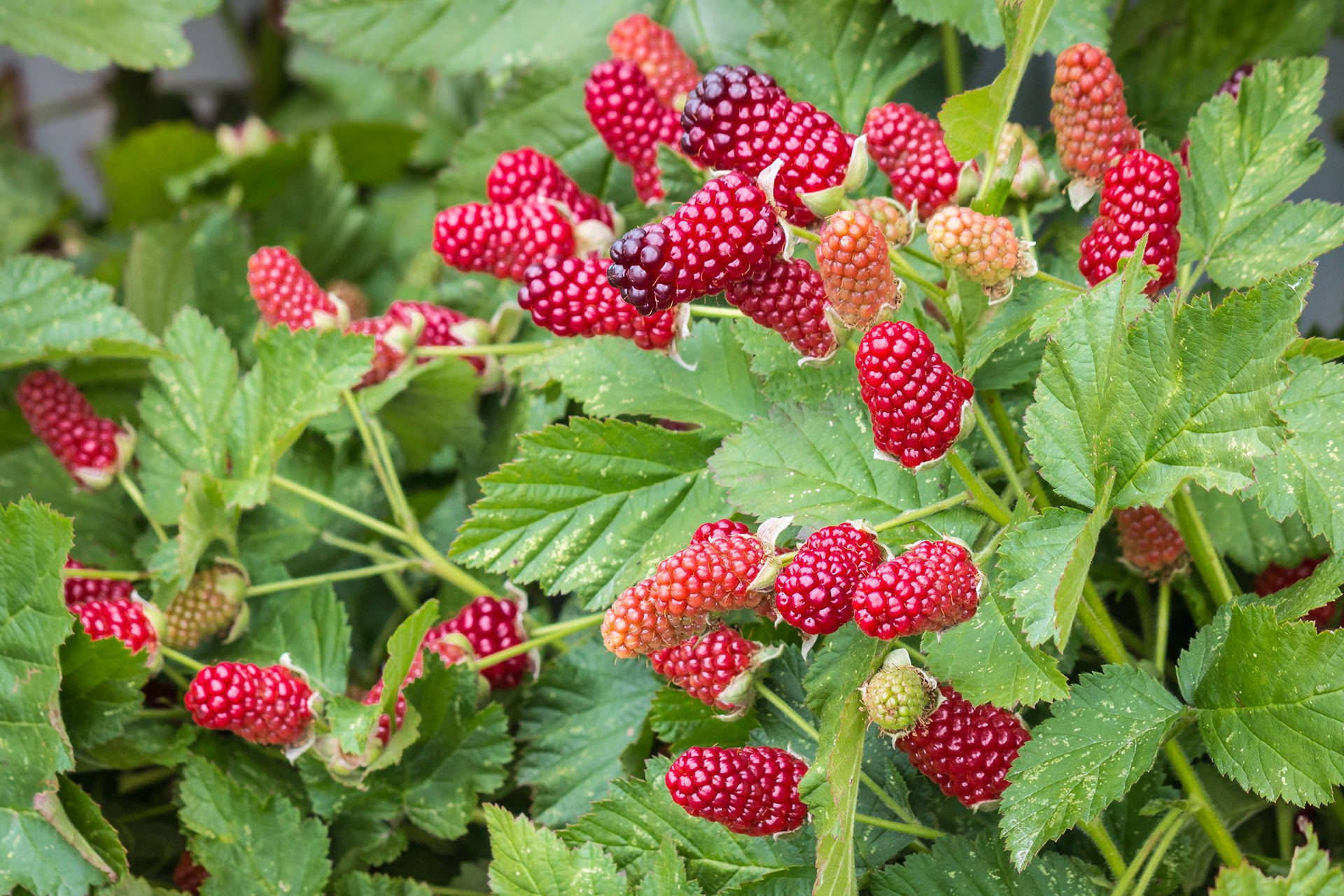 Red Loganberries