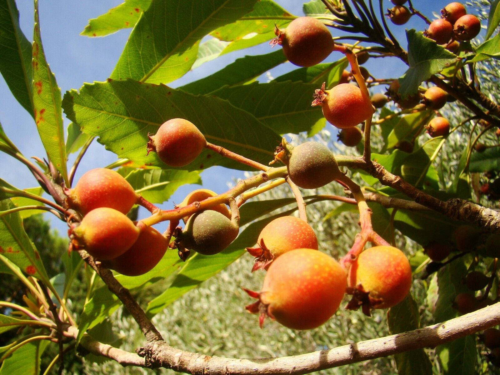 Red Loquat Fruits Background