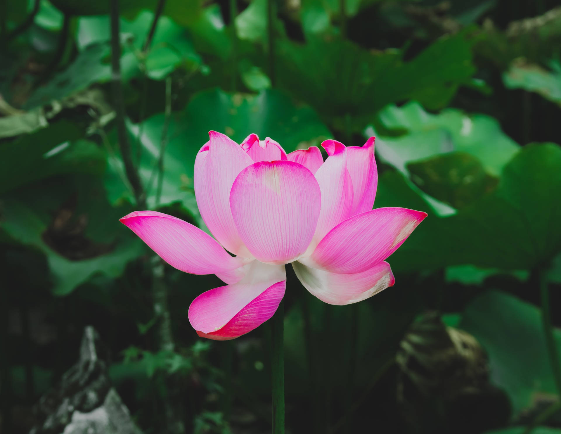 Red Lotus Flower Of Yohan Background