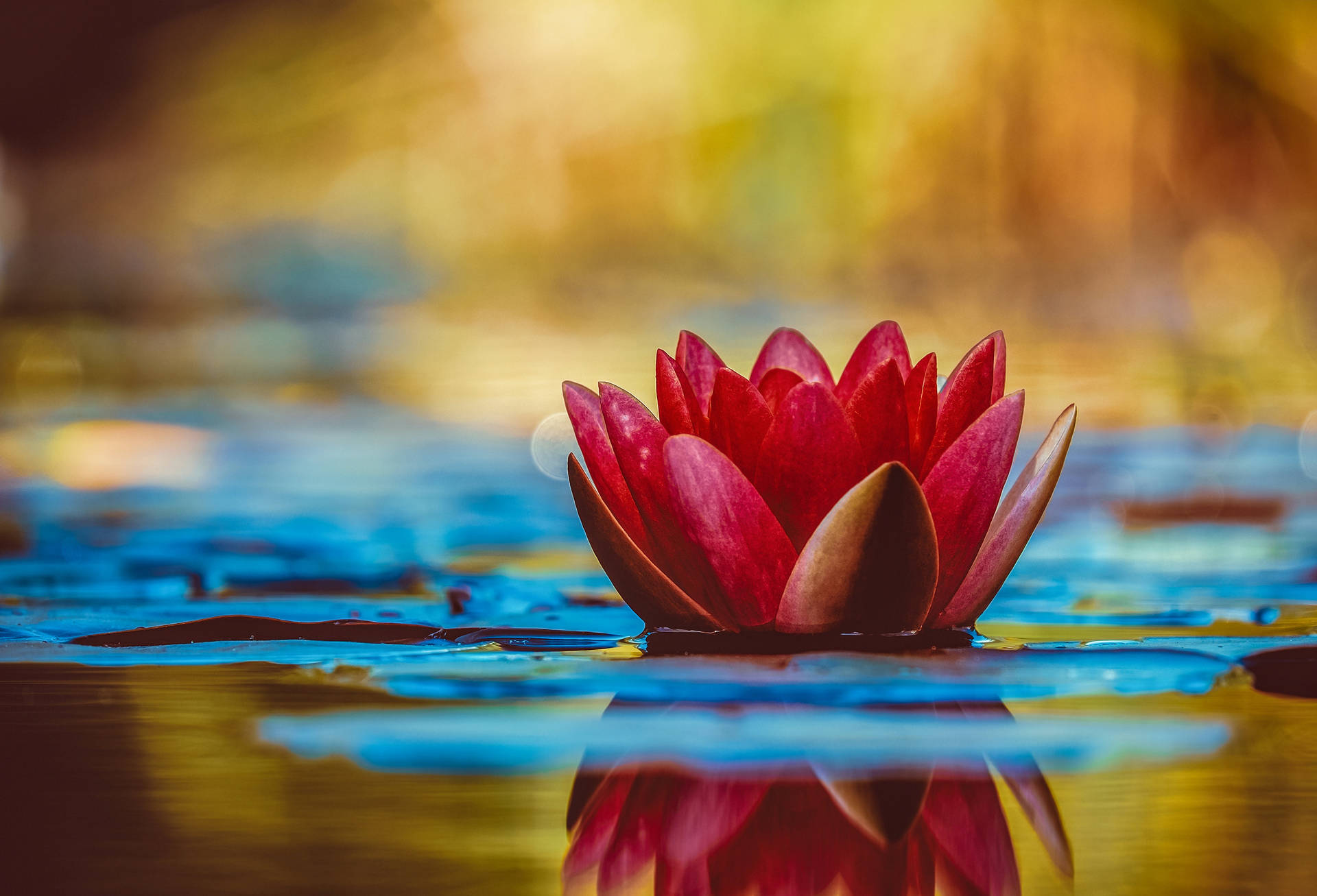 Red Lotus Golden Aesthetic Background