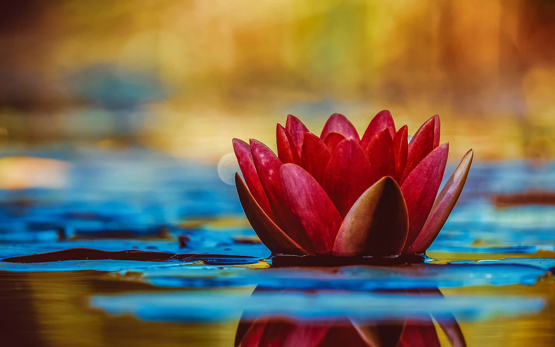 Red Lotusin Pond Background