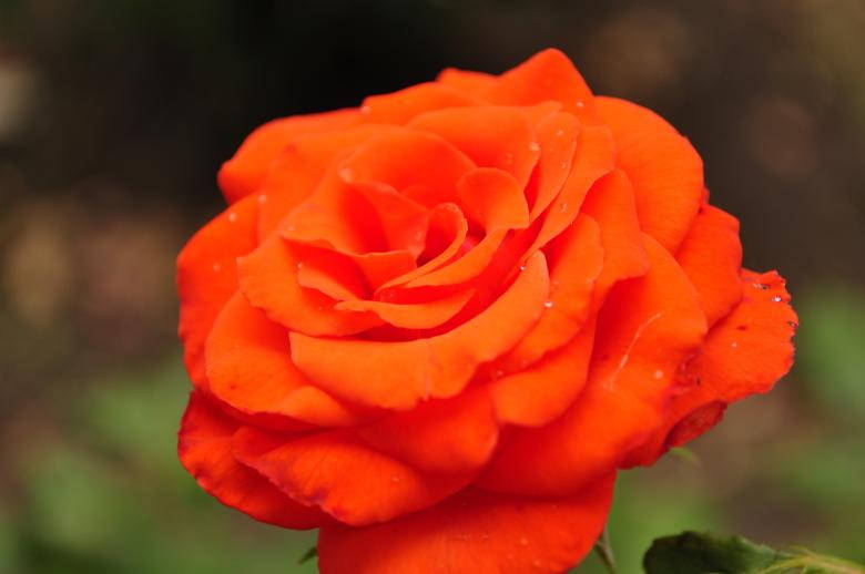 Red Love Rose Hd