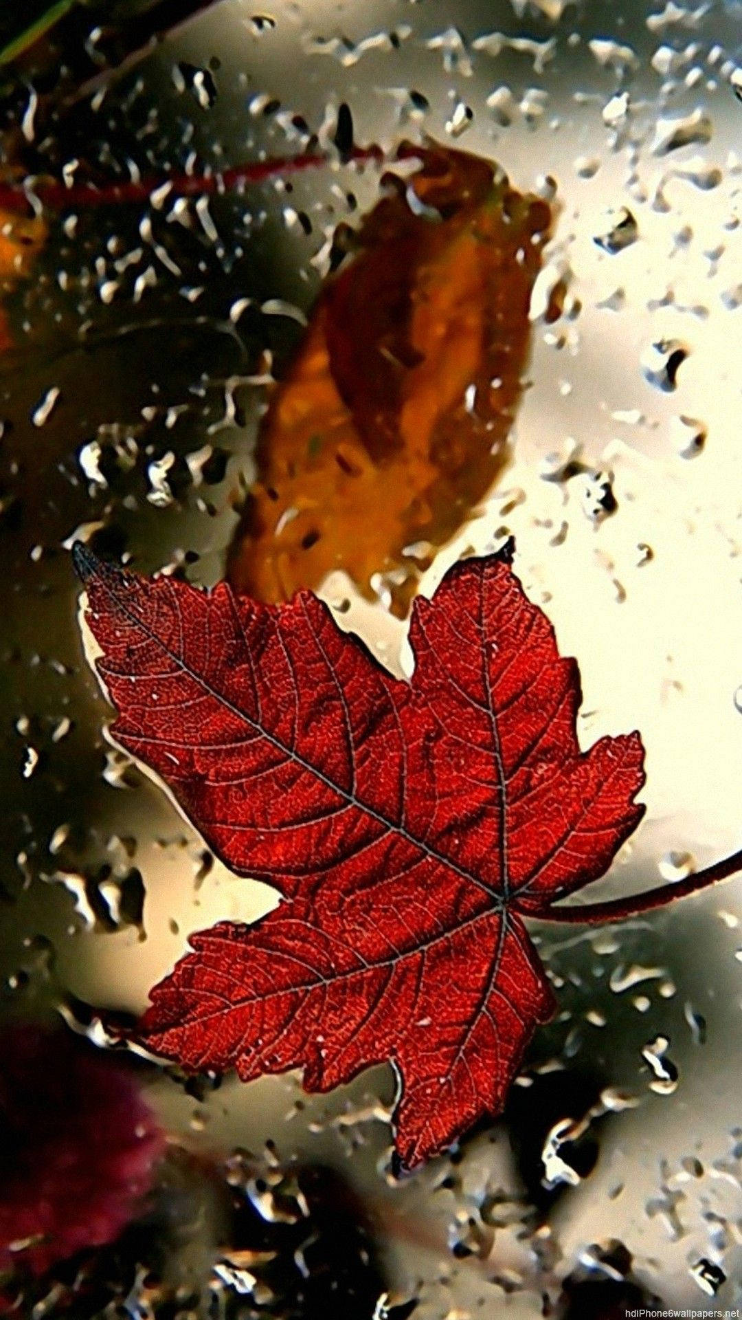 Red Maple Leaf Fall Iphone Background