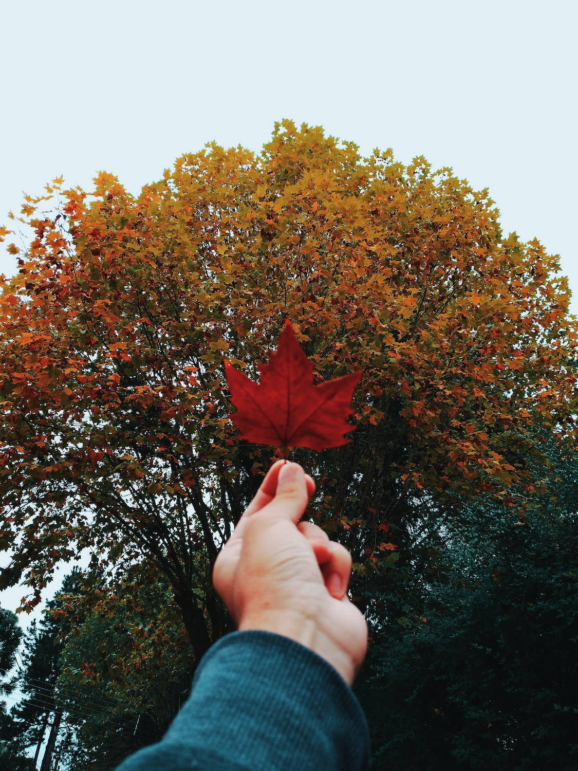 Red Maple Leaf Iphone 11 Pro 4k