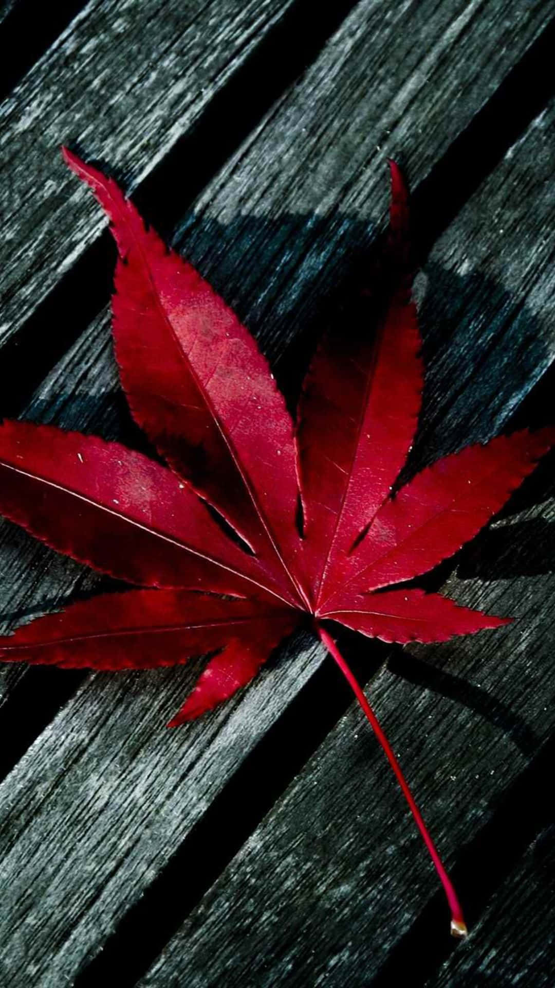 Red Maple Leaf Iphone X Background