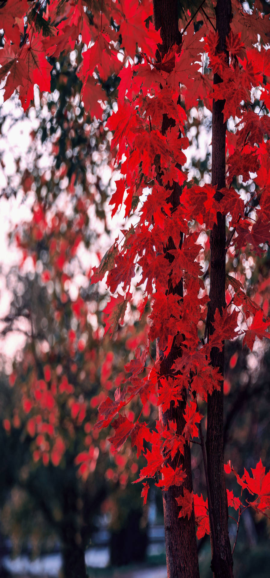 Red Maple Tree Full Hd Phone Background