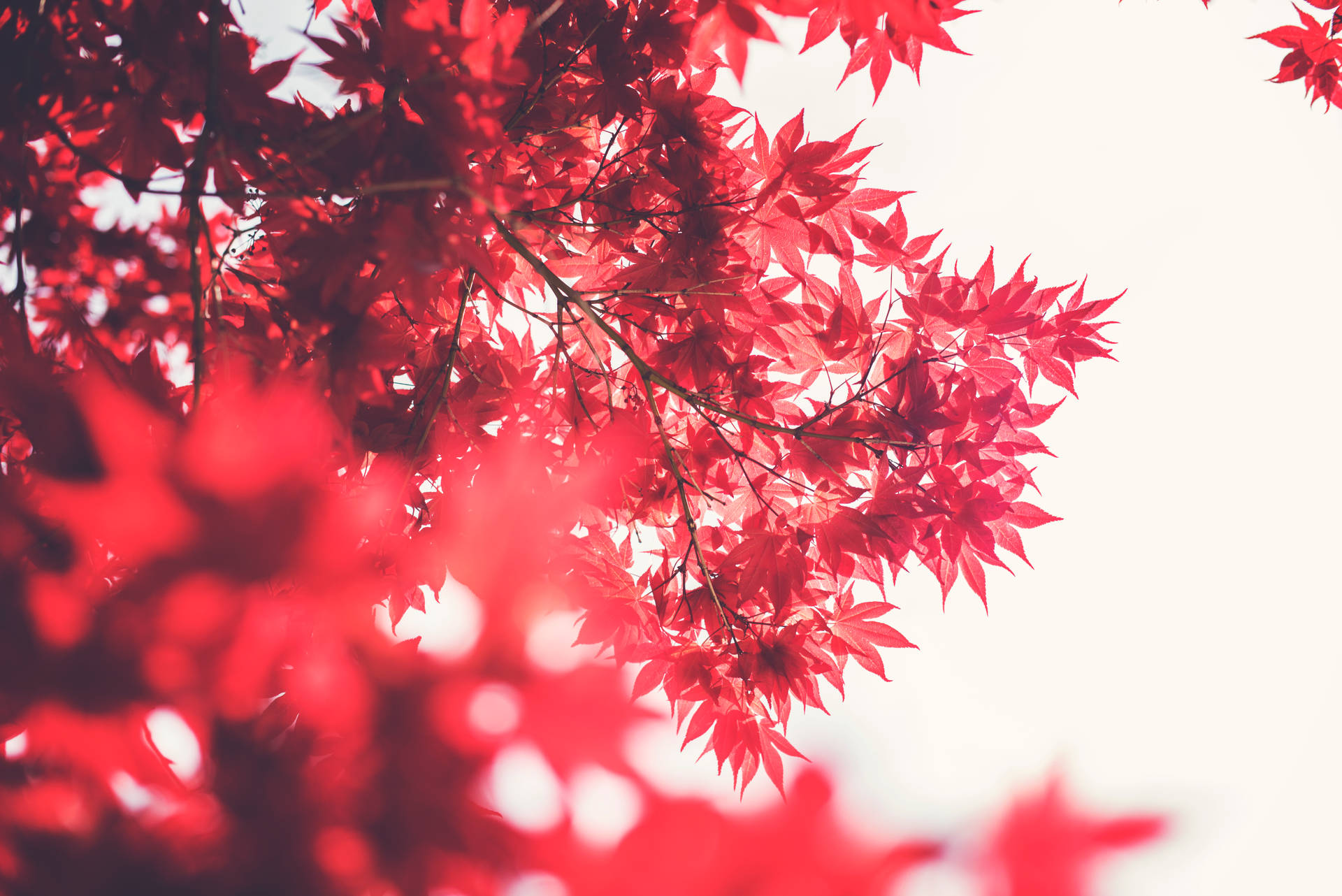 Red Maple Tree Leaves Background