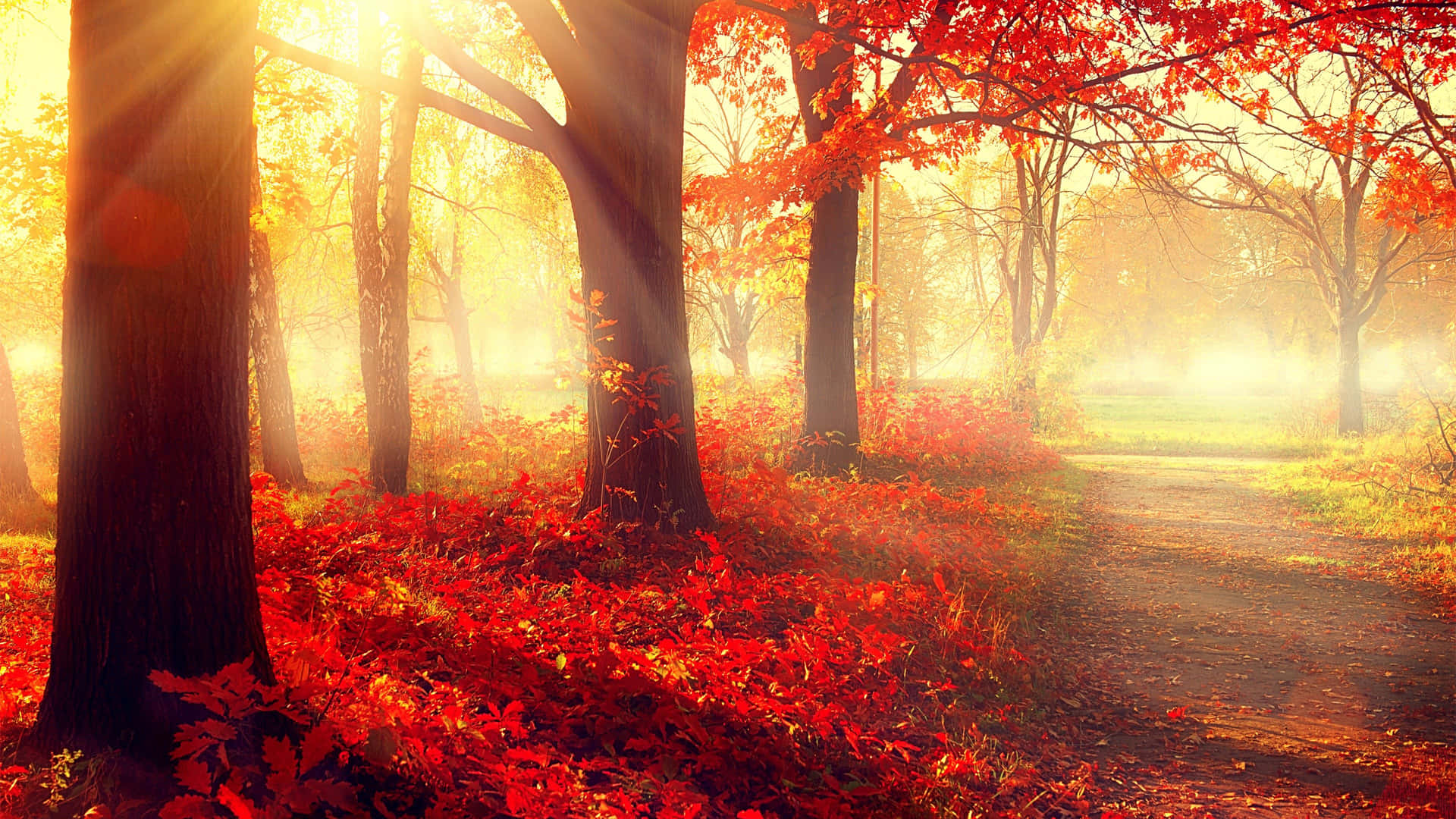 Red Maple Trees Autumn Aesthetic Background