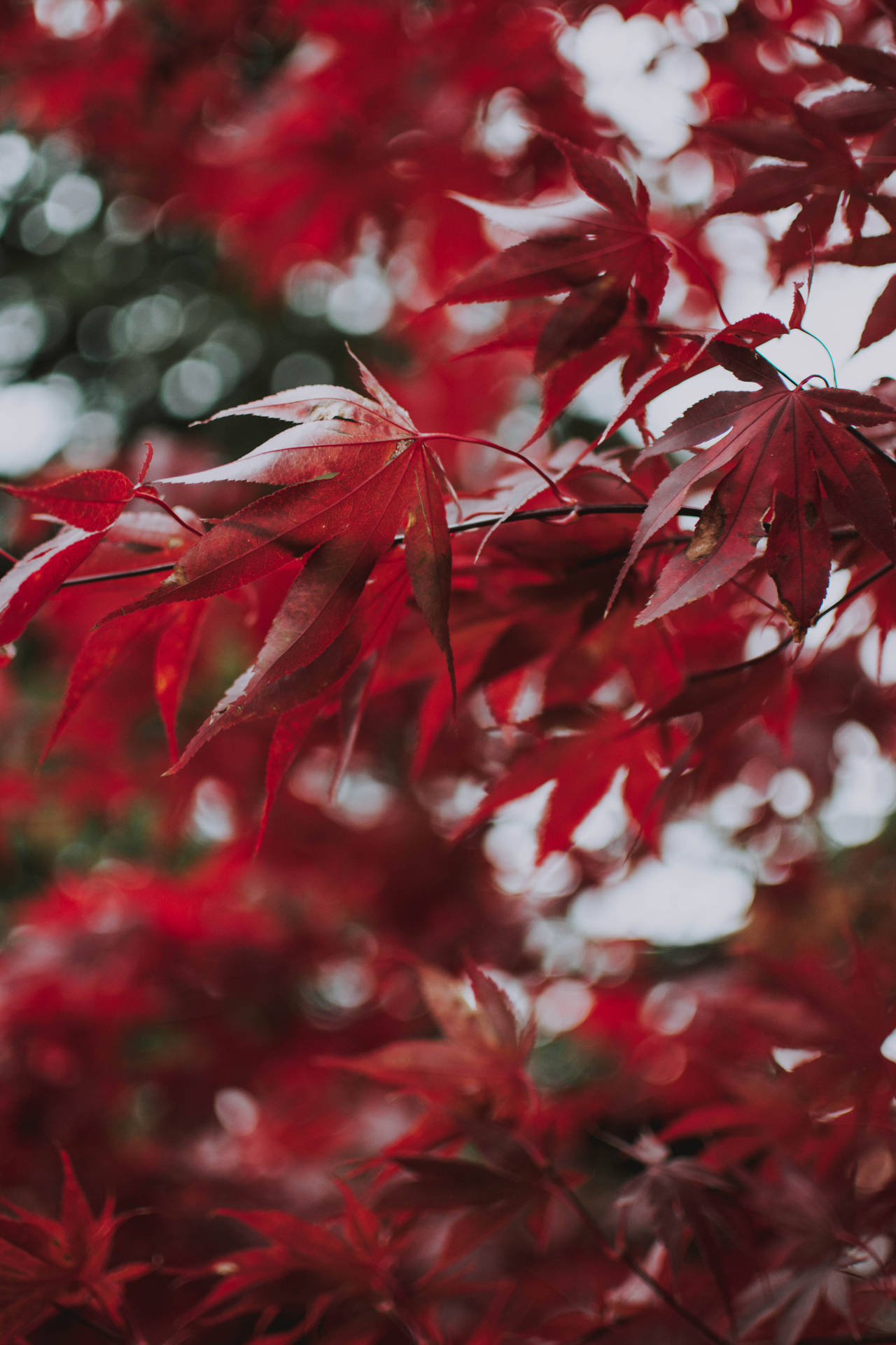 Red Maples Leaves Background