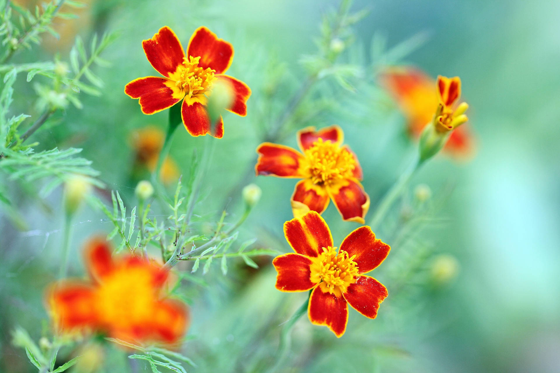 Red Marigold Flowers Background
