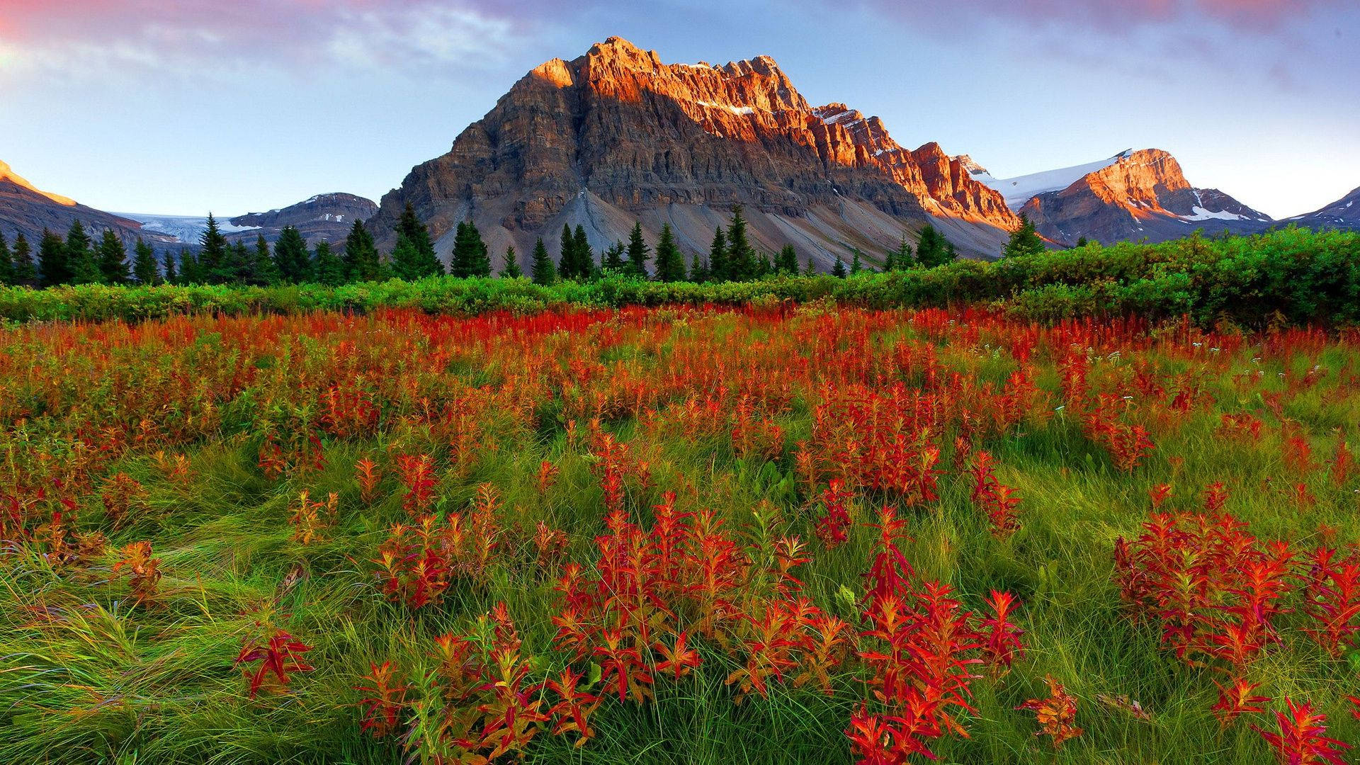 Red Mountain And Red Flower Field Background