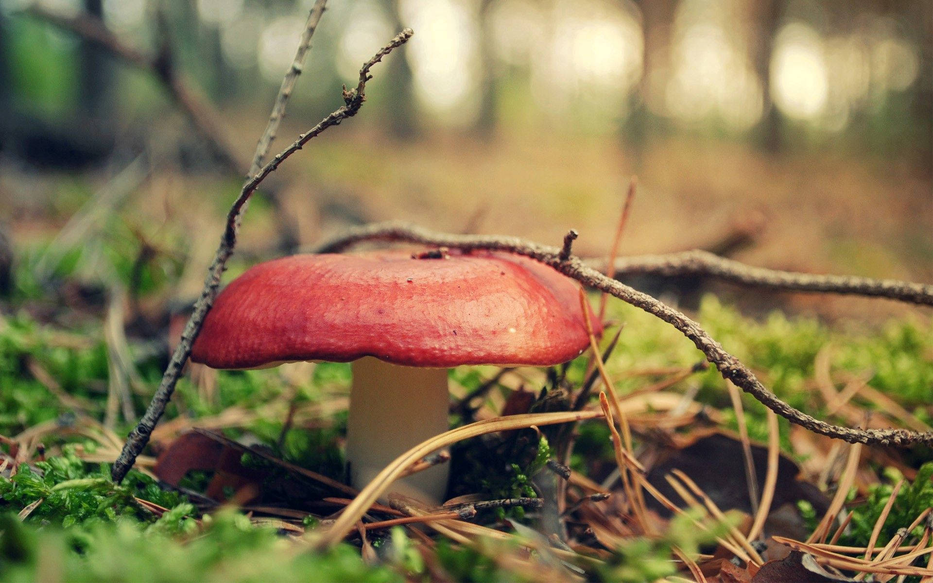 Red Mushroom In The Forest Background