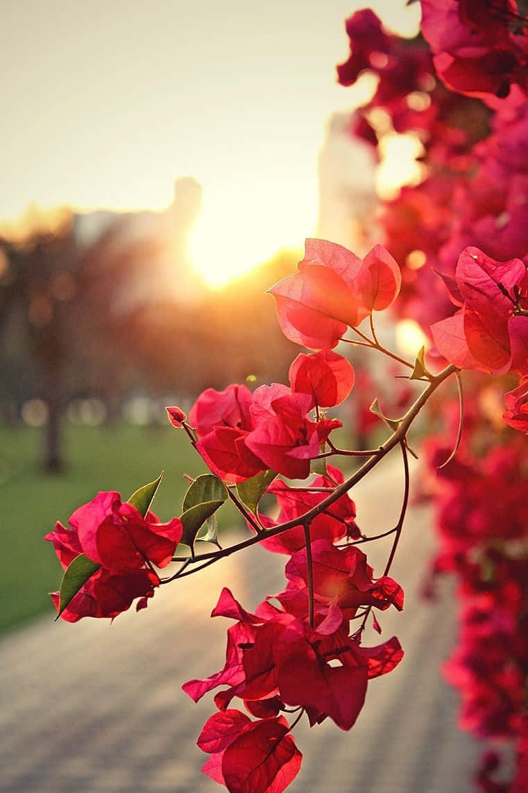 Red Nature Flower Background