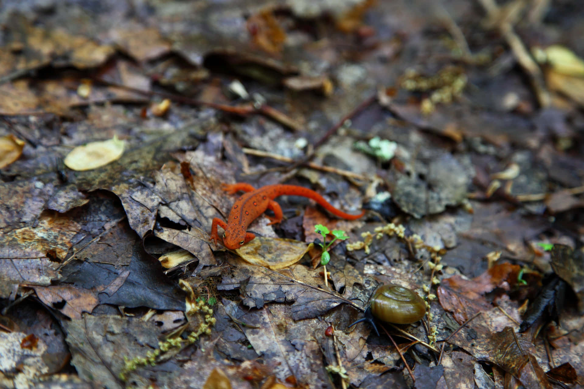 Red Newt Forest Floor.jpg Background