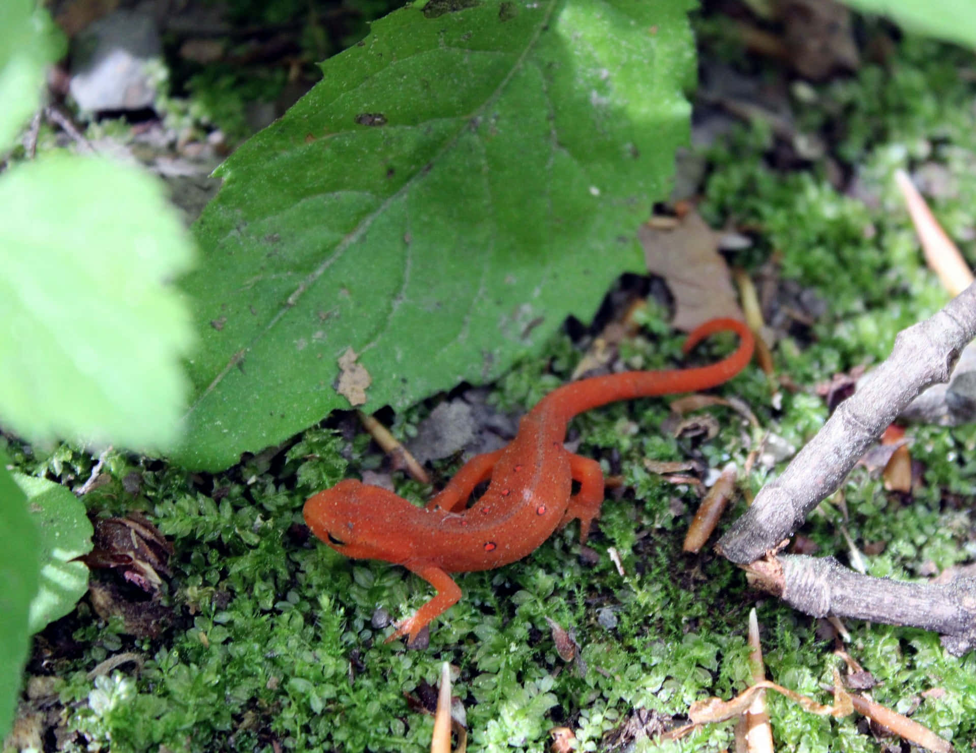 Red Newtin Natural Habitat.jpg Background