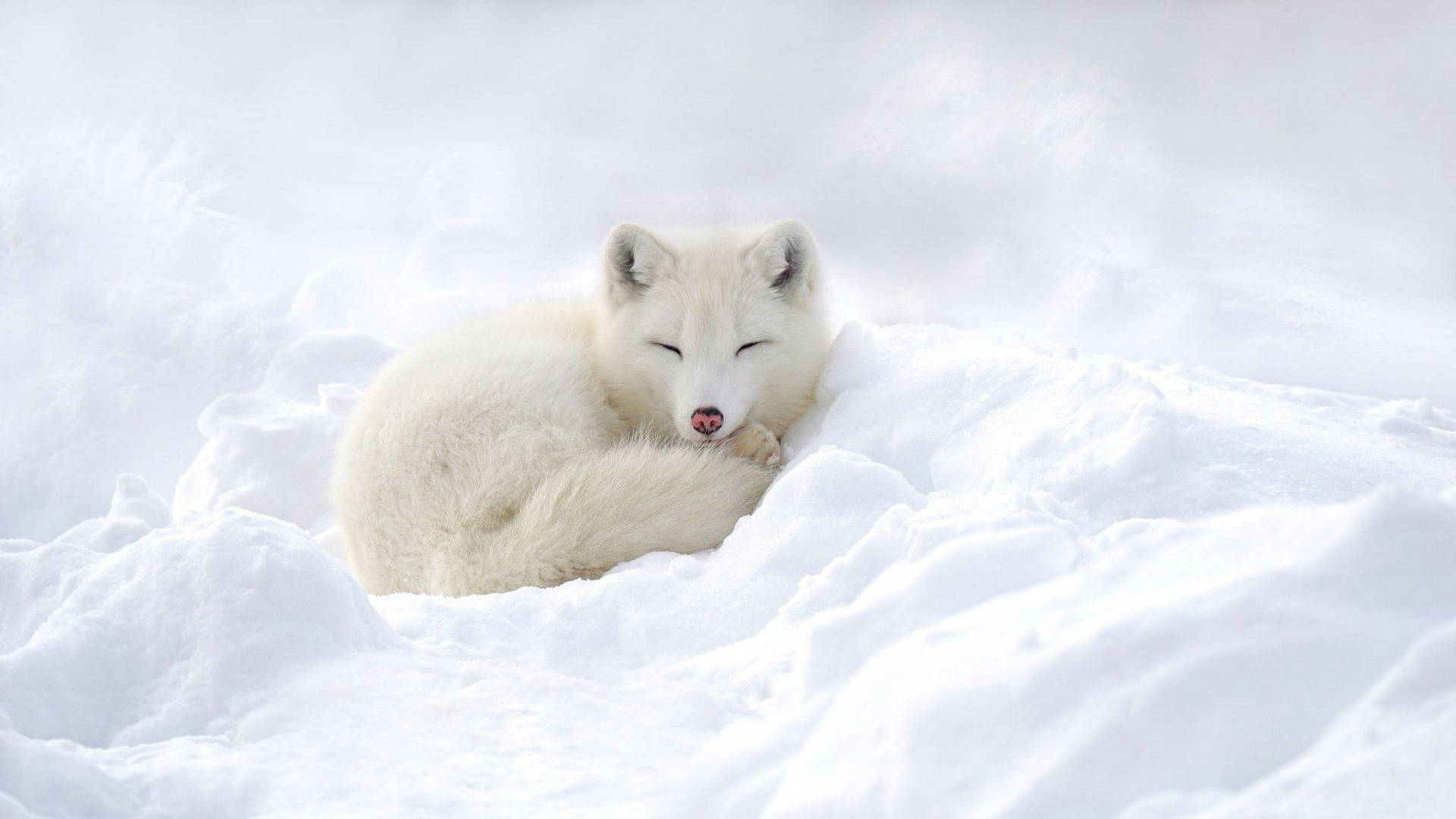 Red-nosed White Fox Background