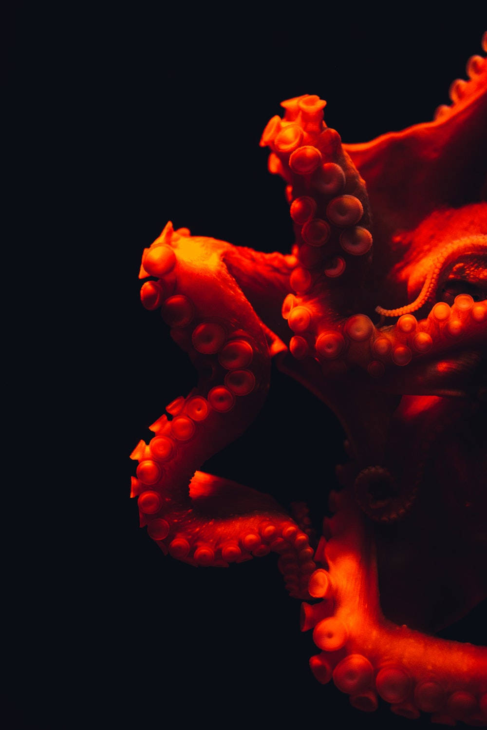 Red Octopus Background