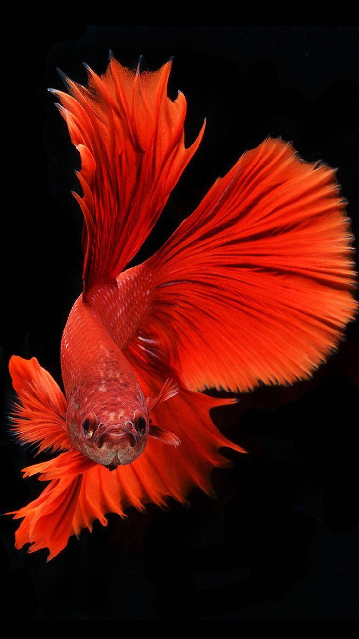 Red Orange Betta Fish