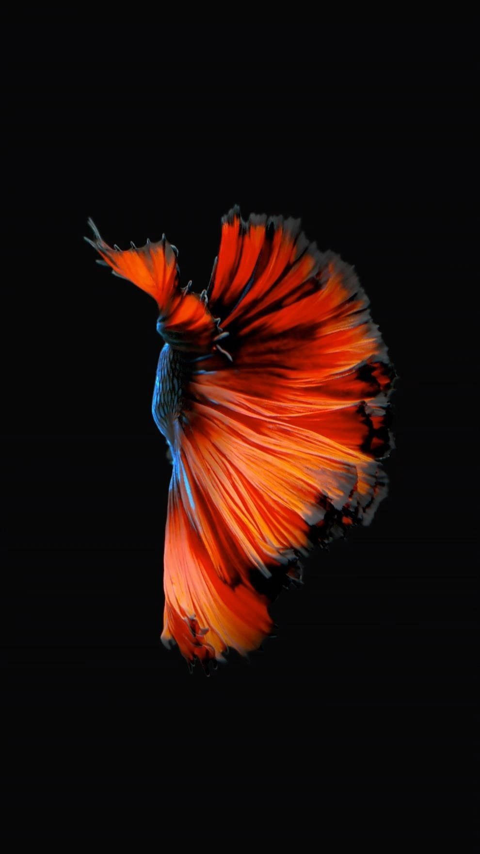 Red Orange Fish Background