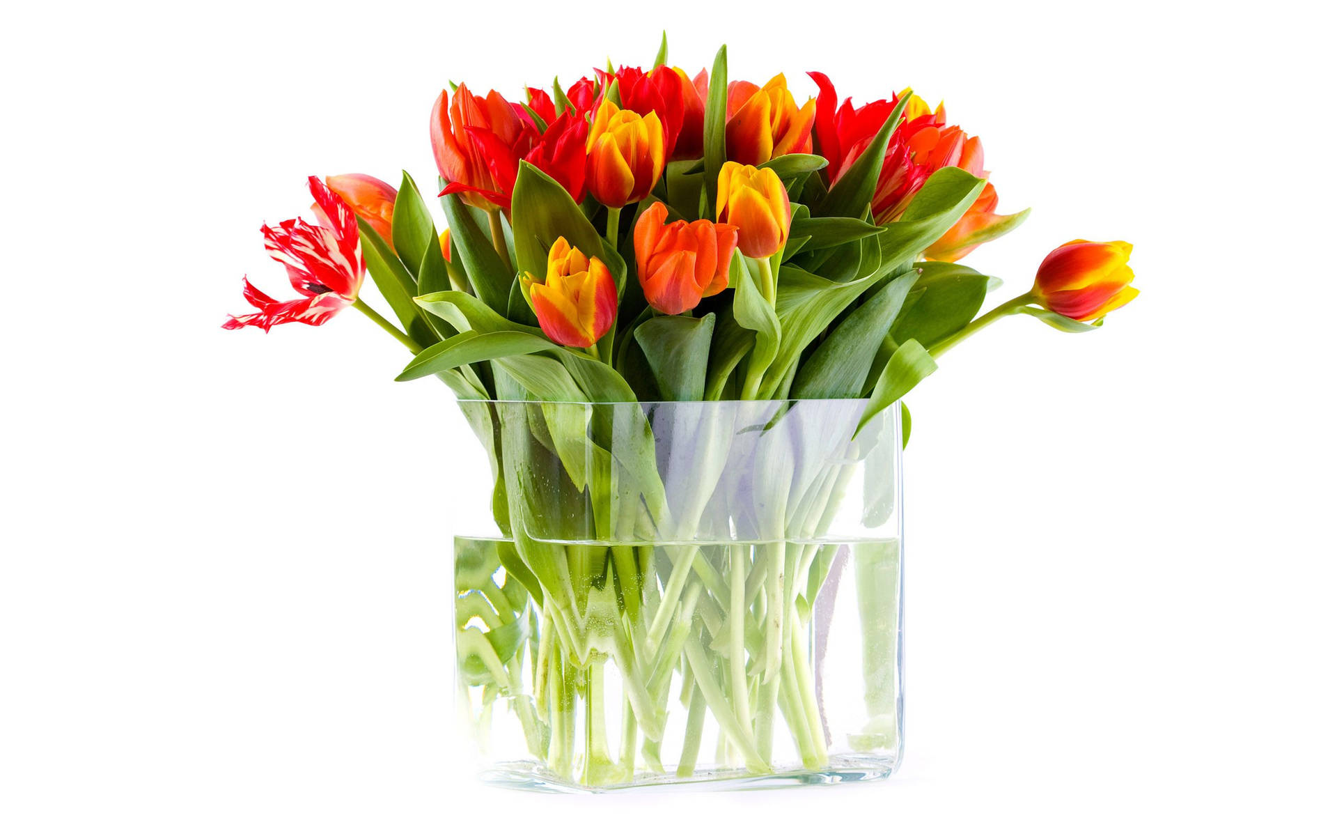 Red Orange Tulips In Flower Vase Background