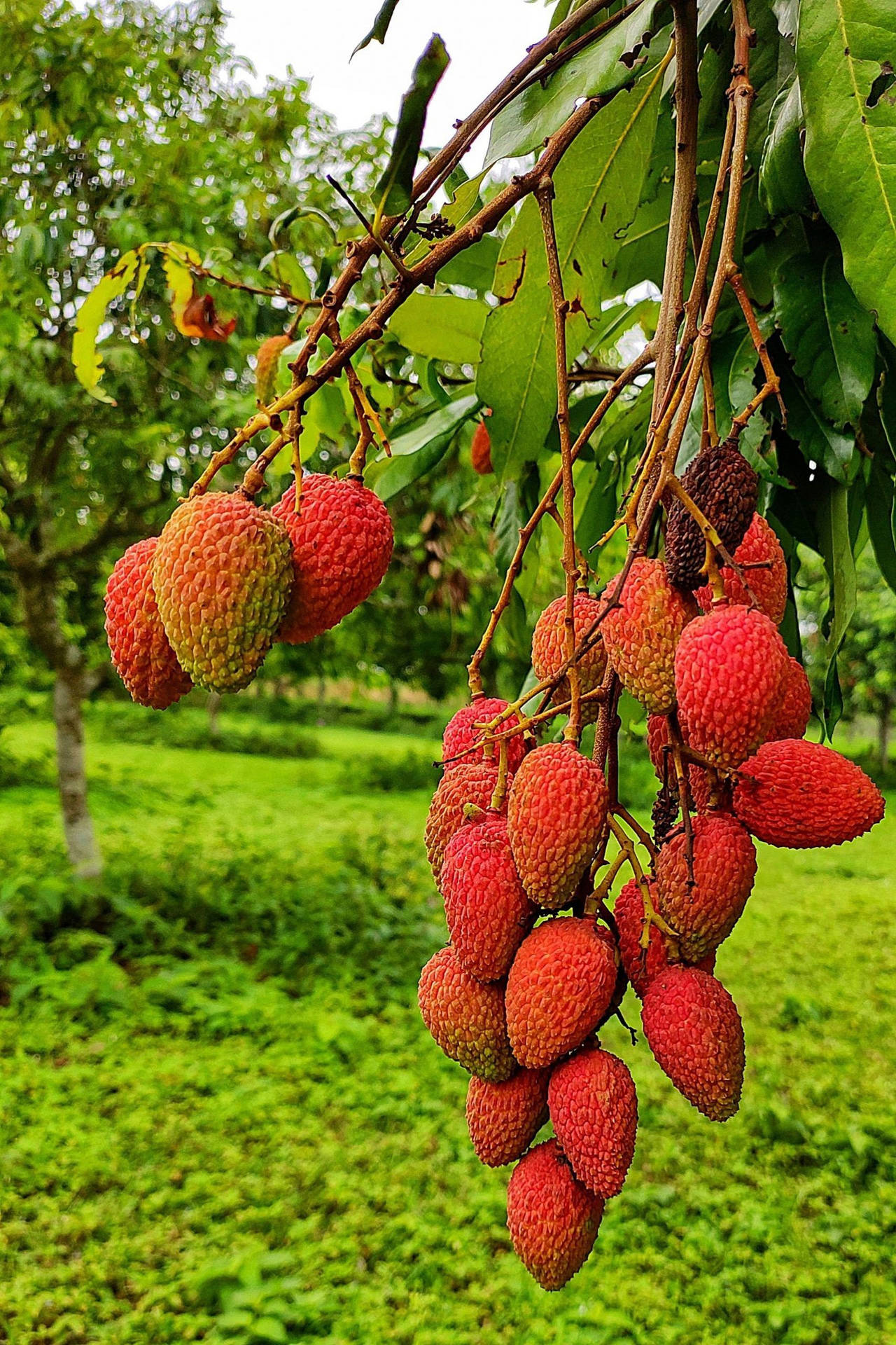 Red Oval Shaped Lychee Fruits Background