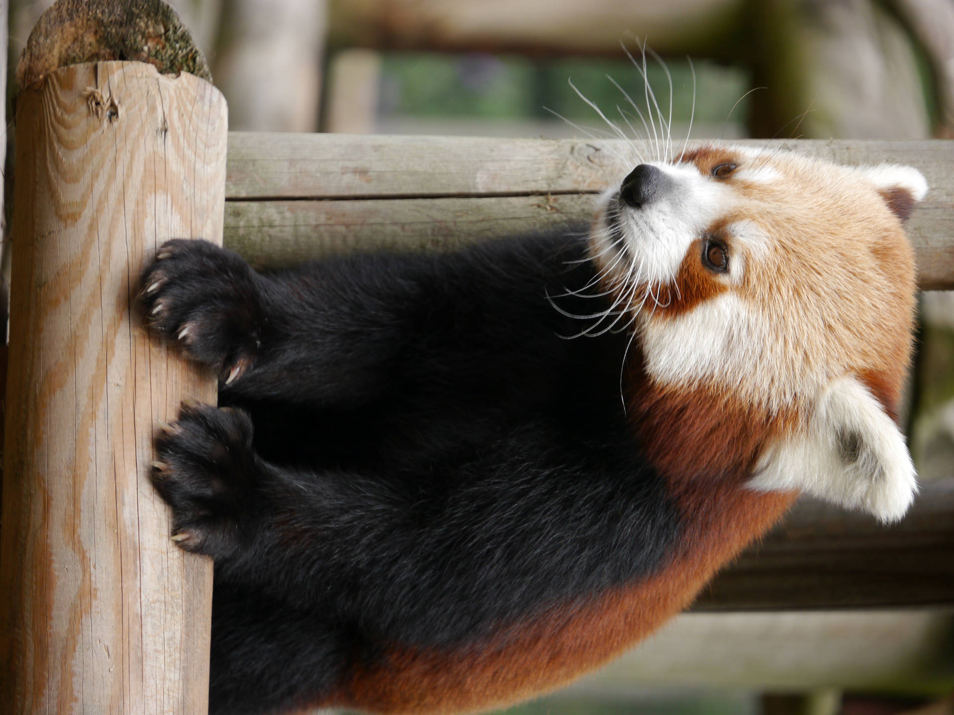 Red Panda Animal Photography Background