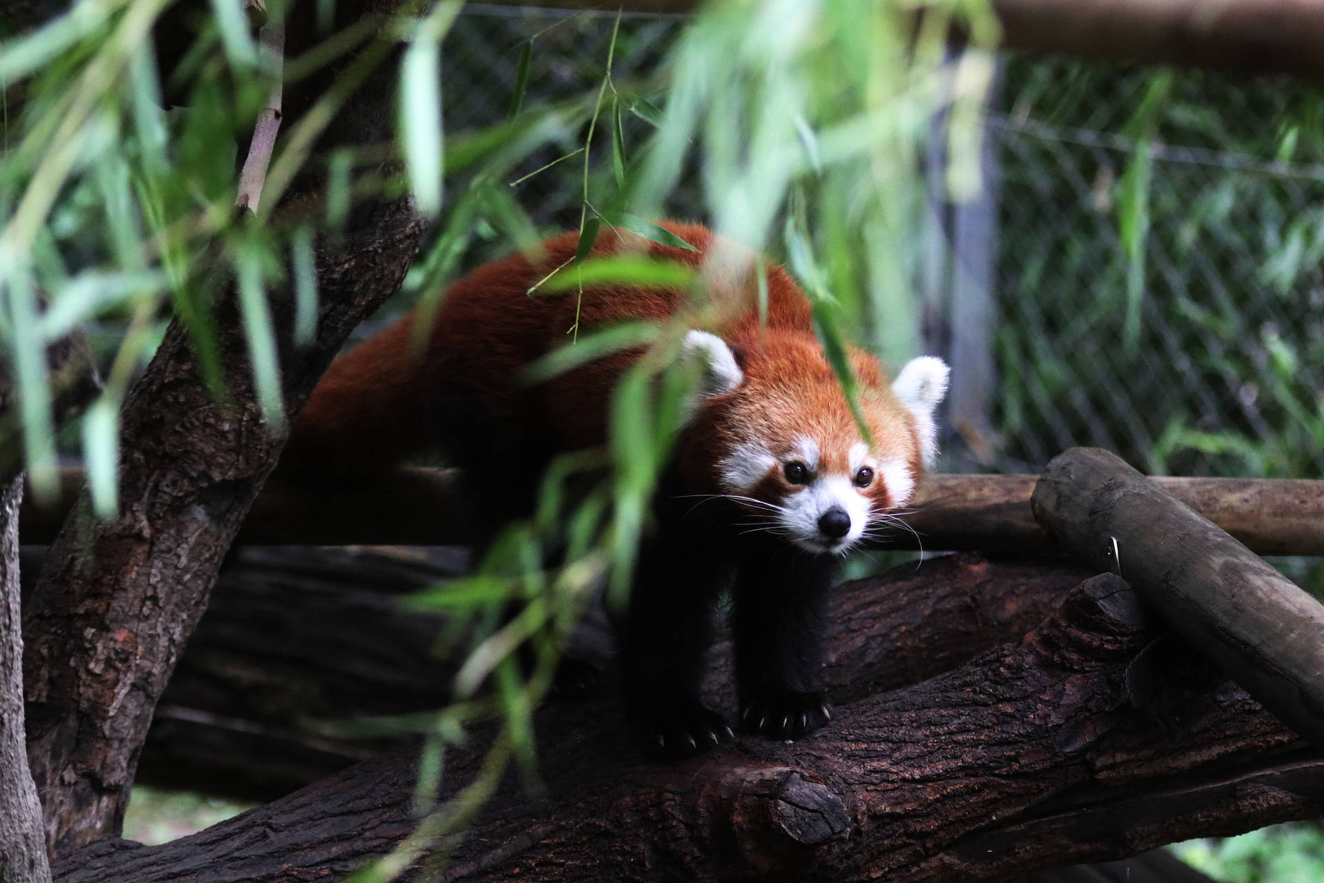 Red Panda Blending In Background