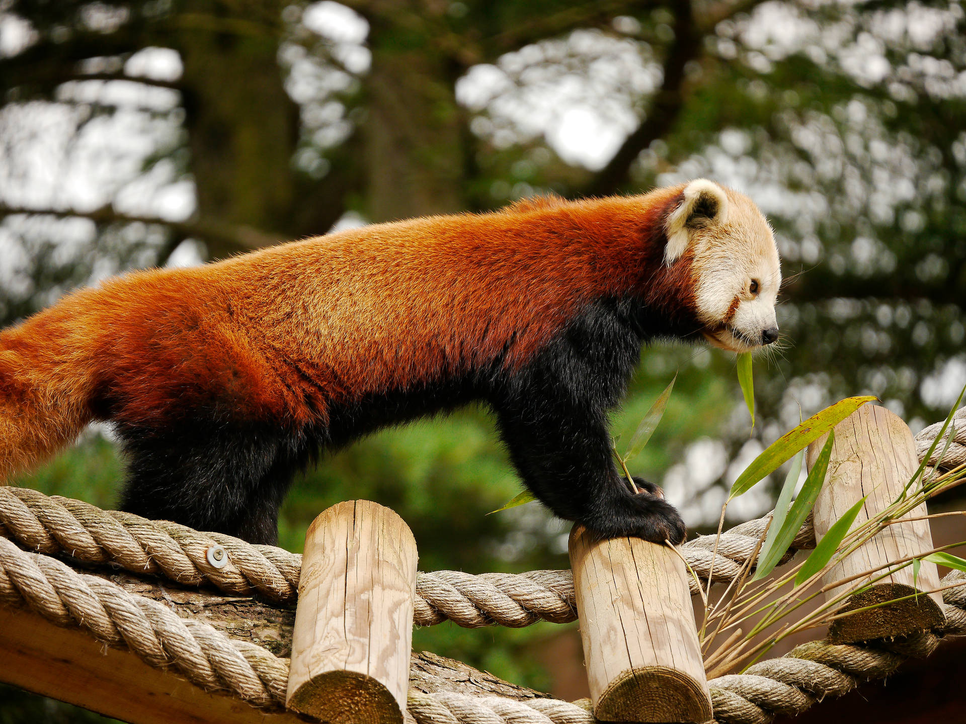 Red Panda Chowing Down On Bamboo Background