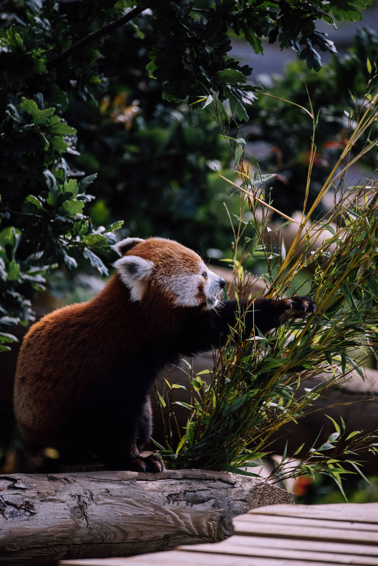 Red Panda Clawing Bamboo Background