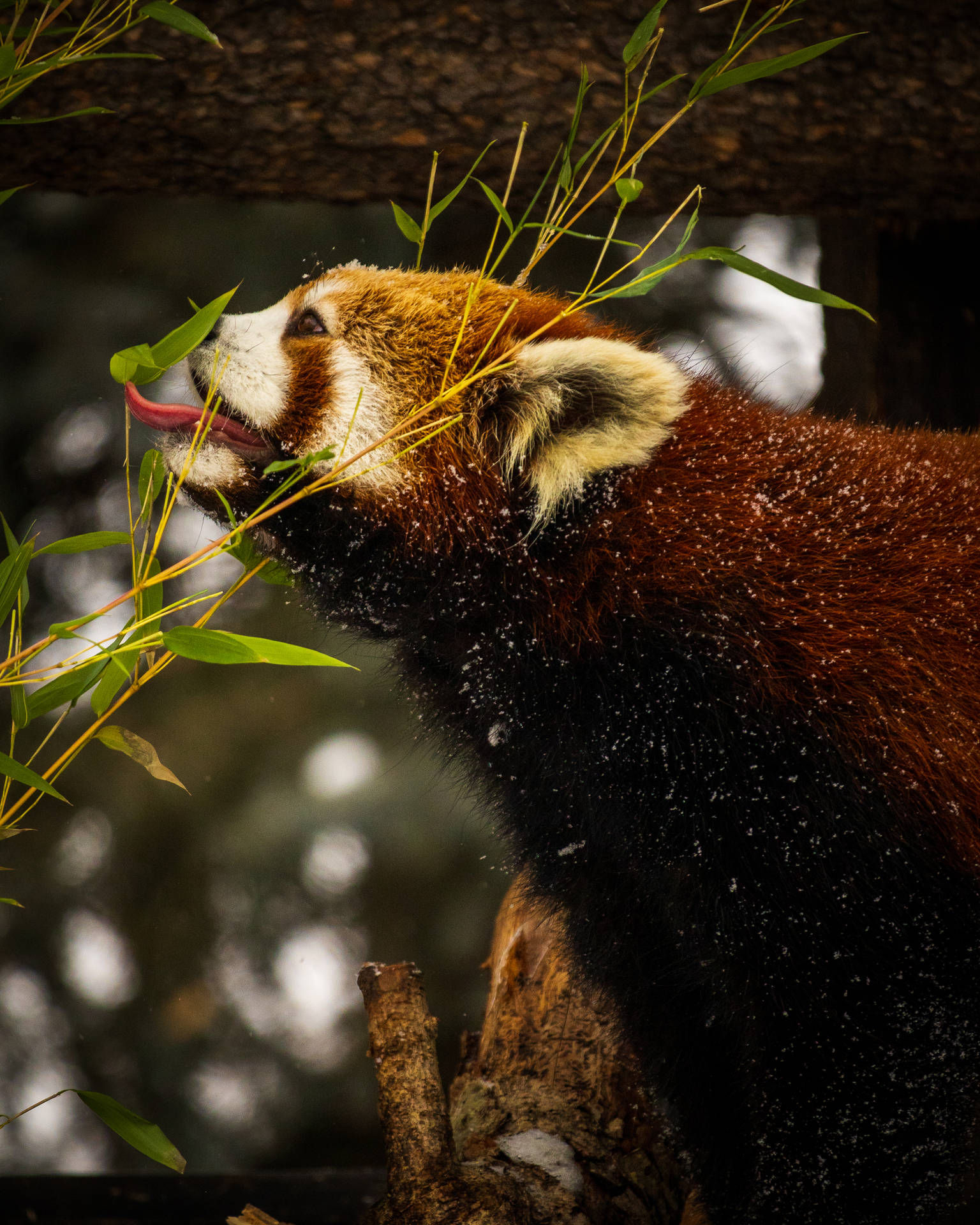 Red Panda Covered In Snow Background