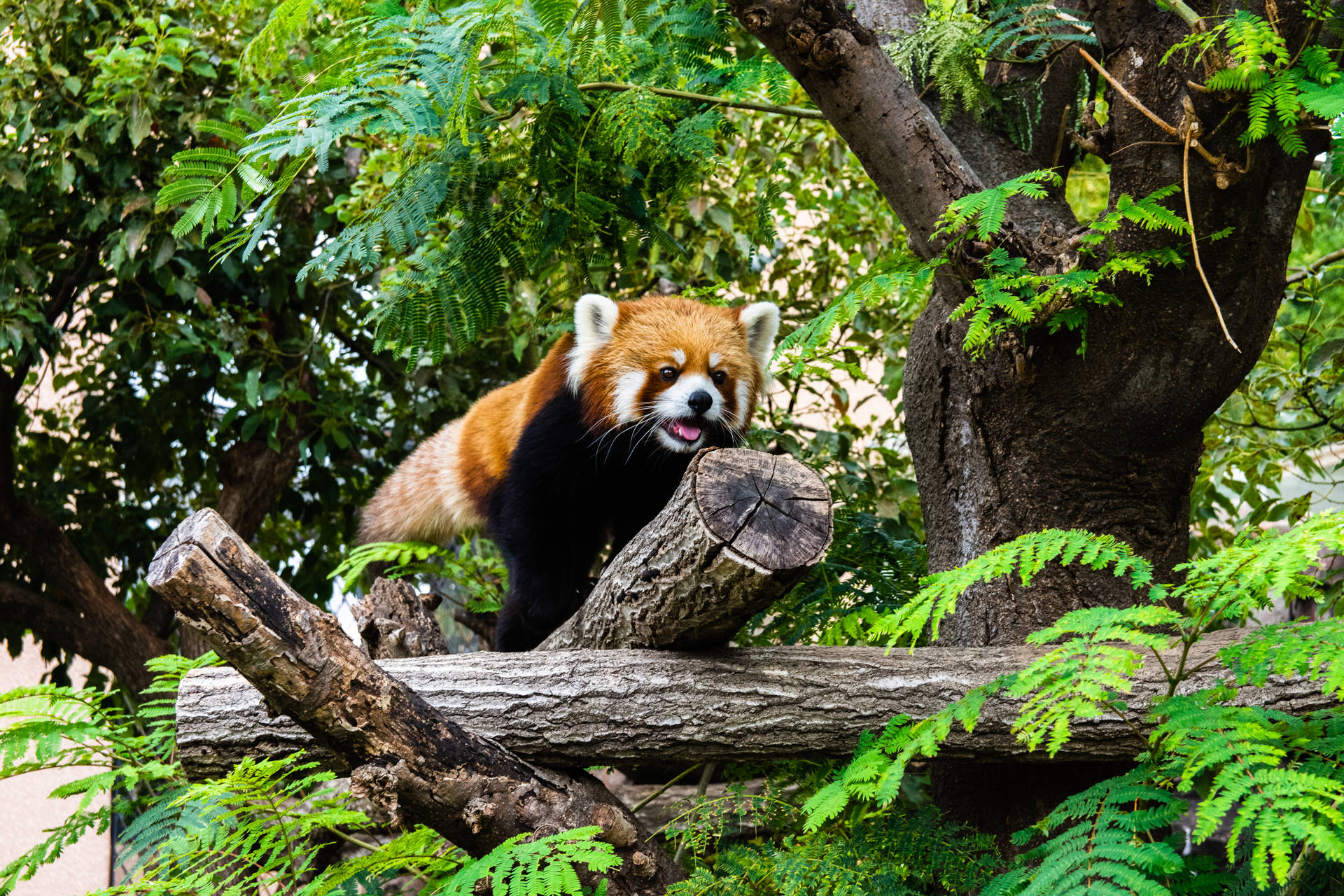Red Panda Crawling On Log Background