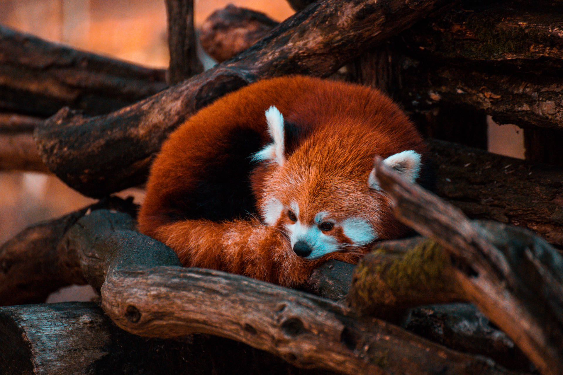 Red Panda Curved Red Tail Background