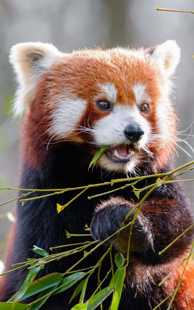 Red Panda Eating A Branch Of Bamboo Background