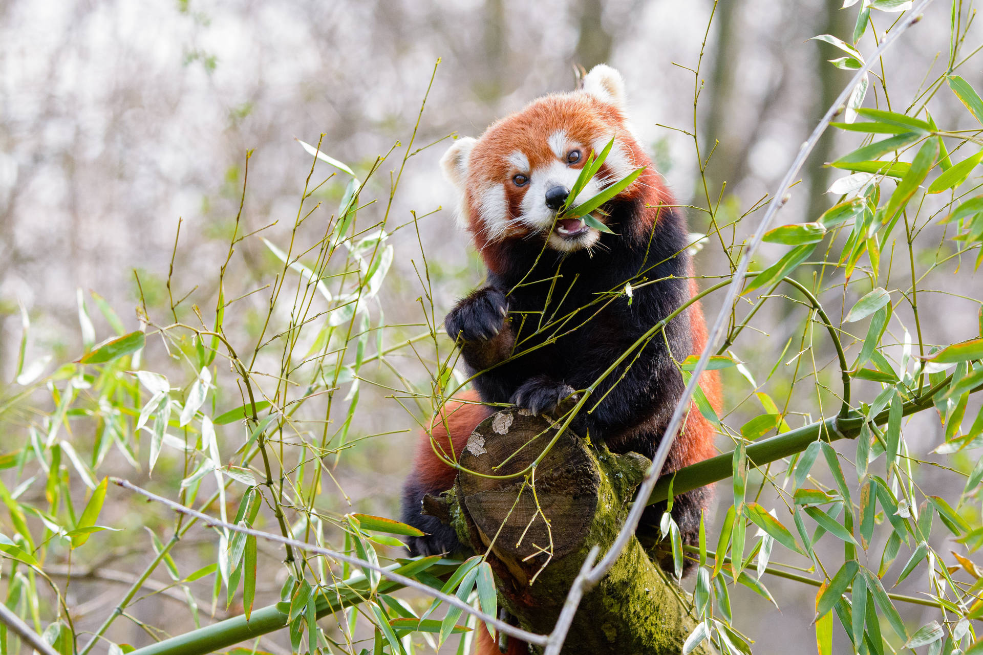 Red Panda Eating Bamboo Background