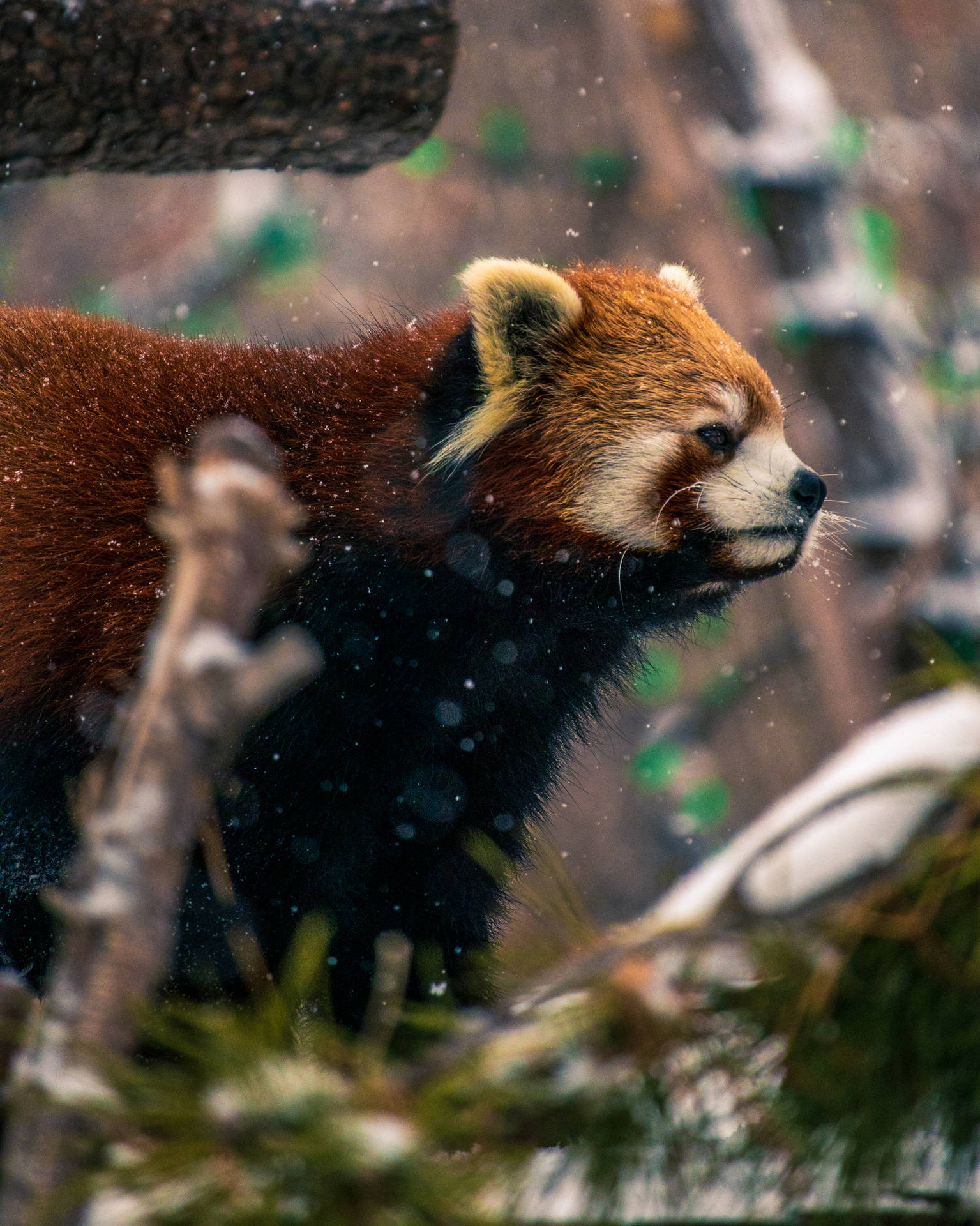 Red Panda Face Side Profile Background