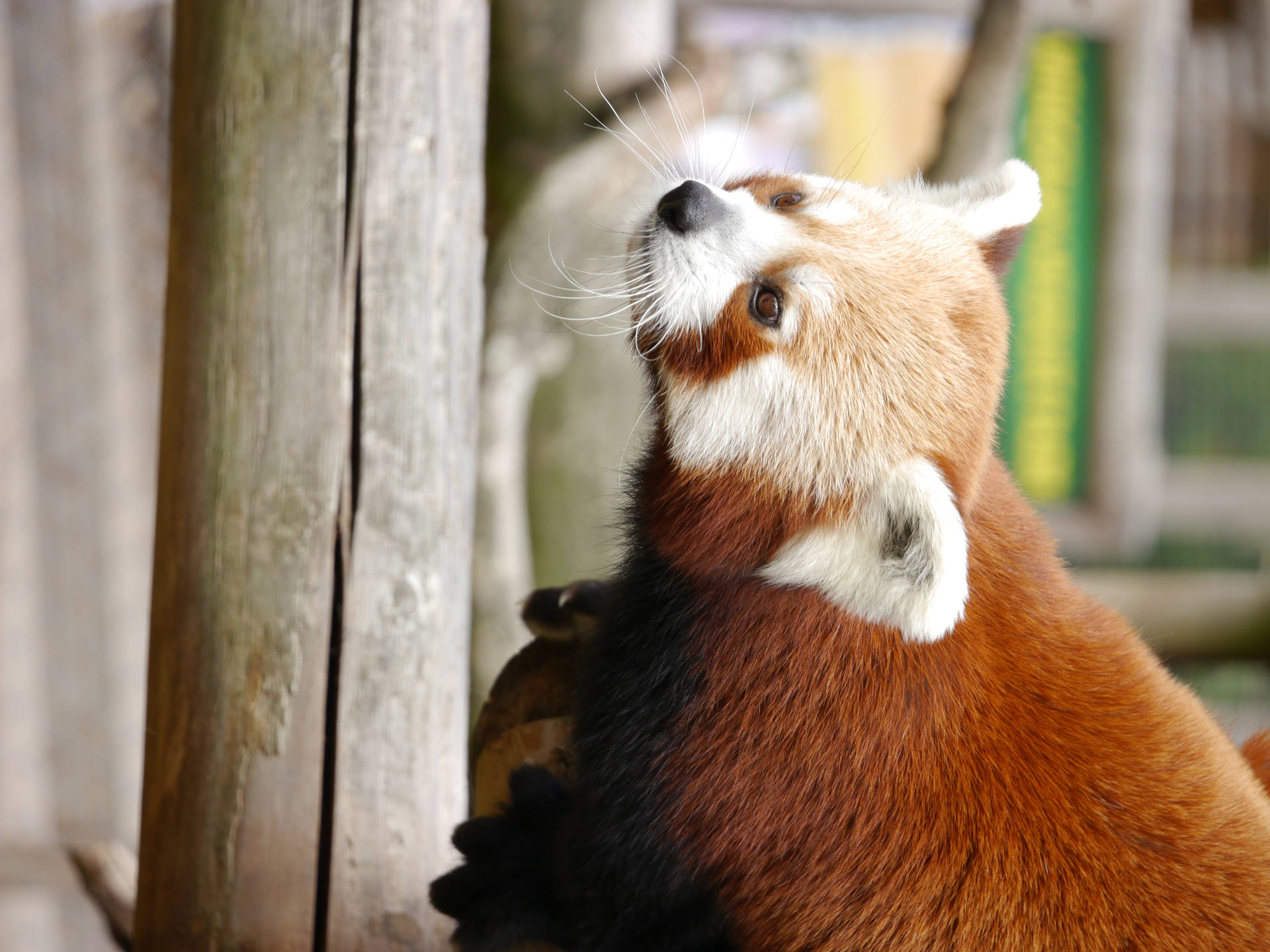 Red Panda Focused Instinct