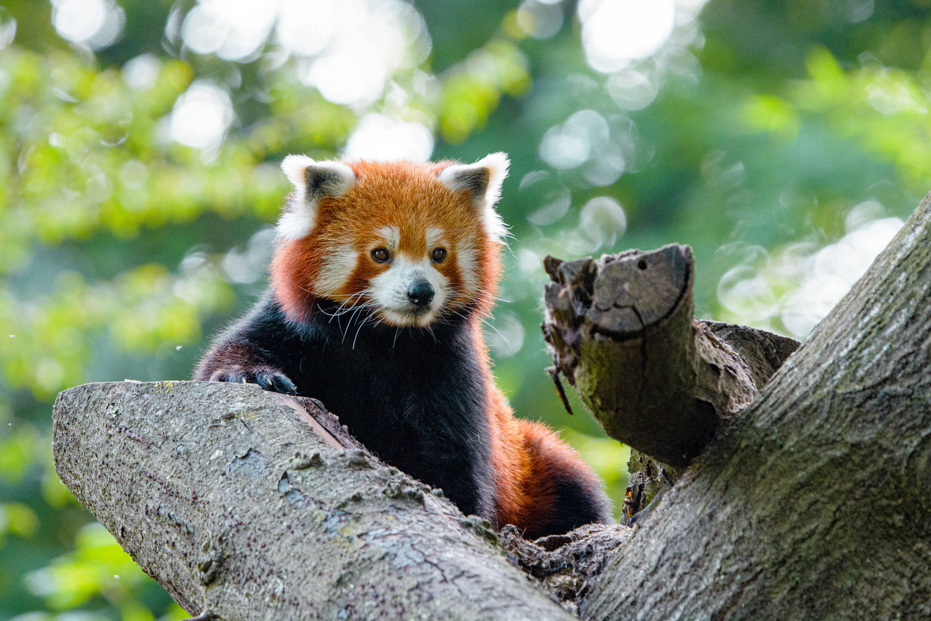 Red Panda In Tree Background