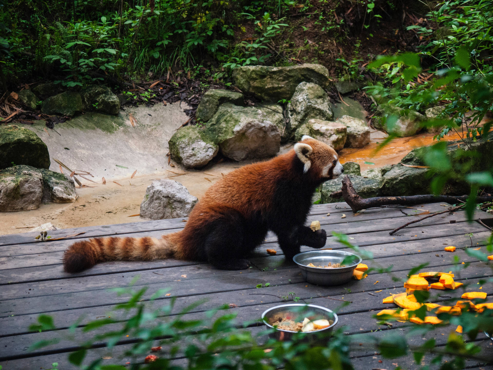 Red Panda Meal Time Background