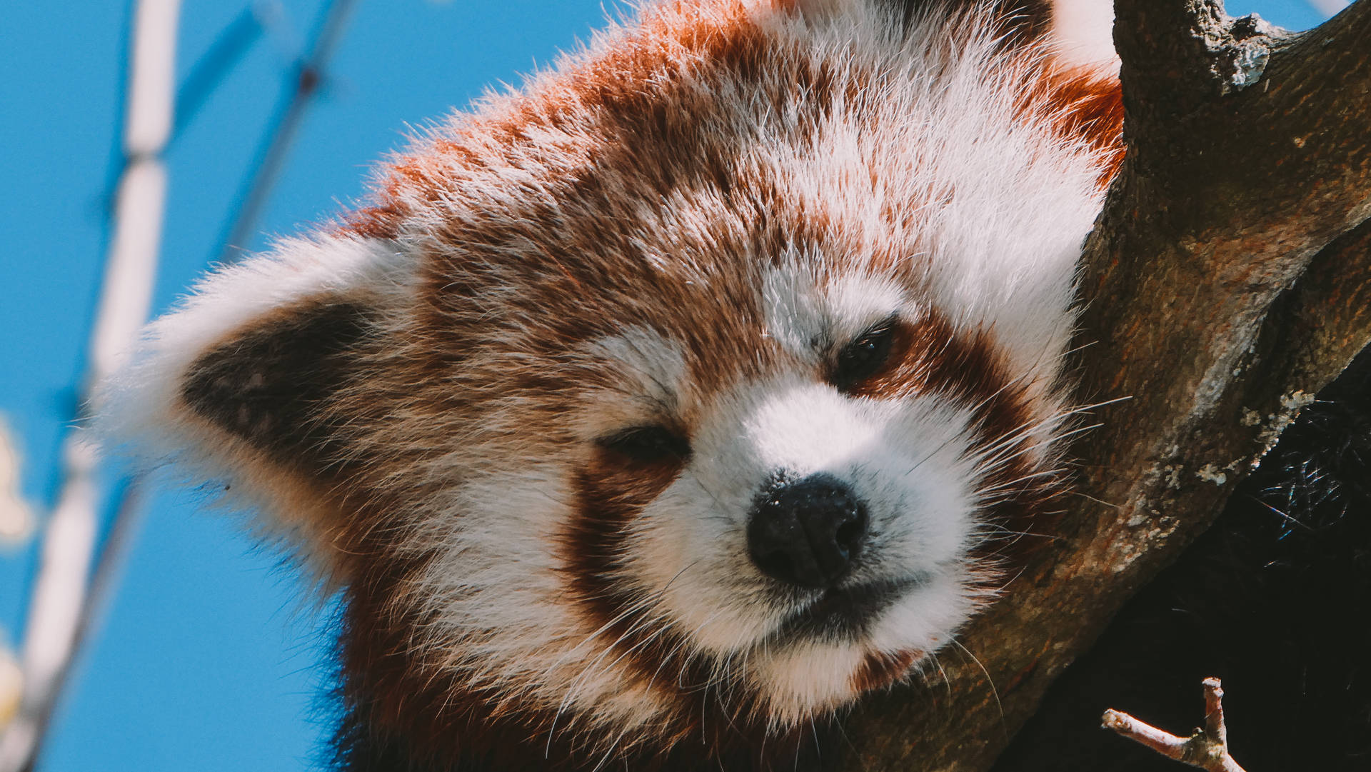 Red Panda Muted Red Colour Background