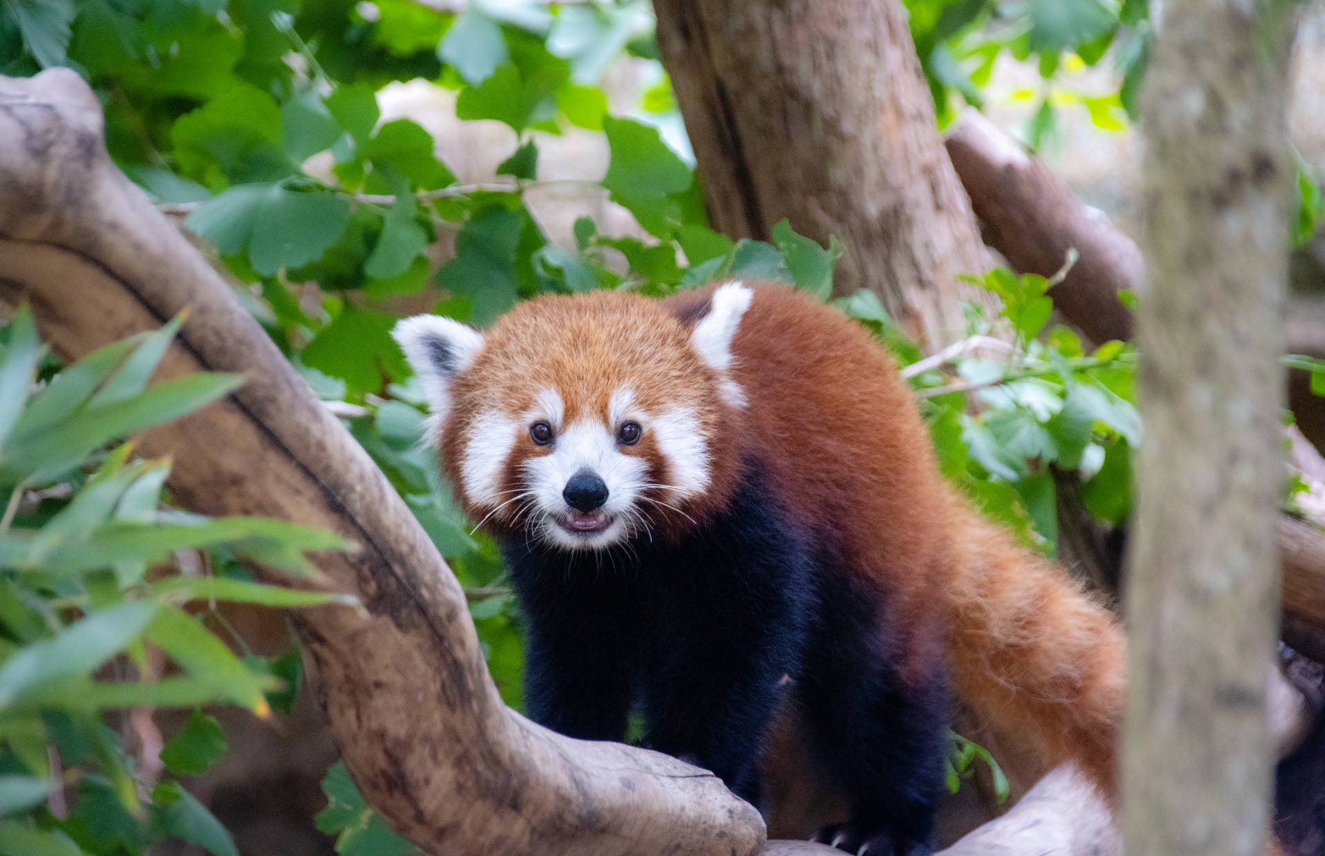 Red Panda On A Branch
