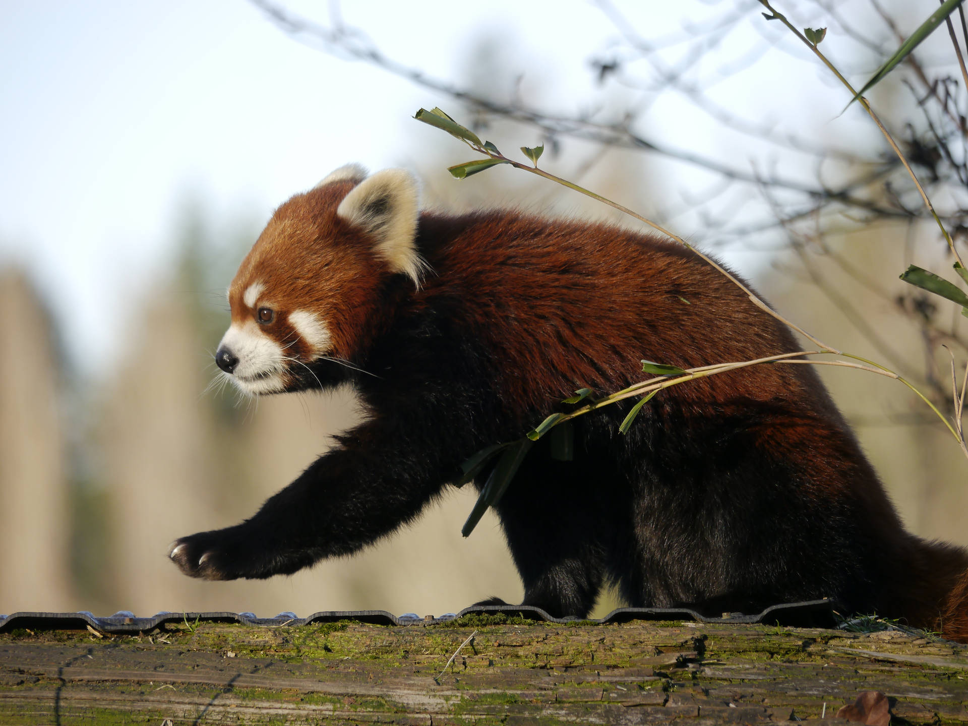 Red Panda On A Mossy Log Background