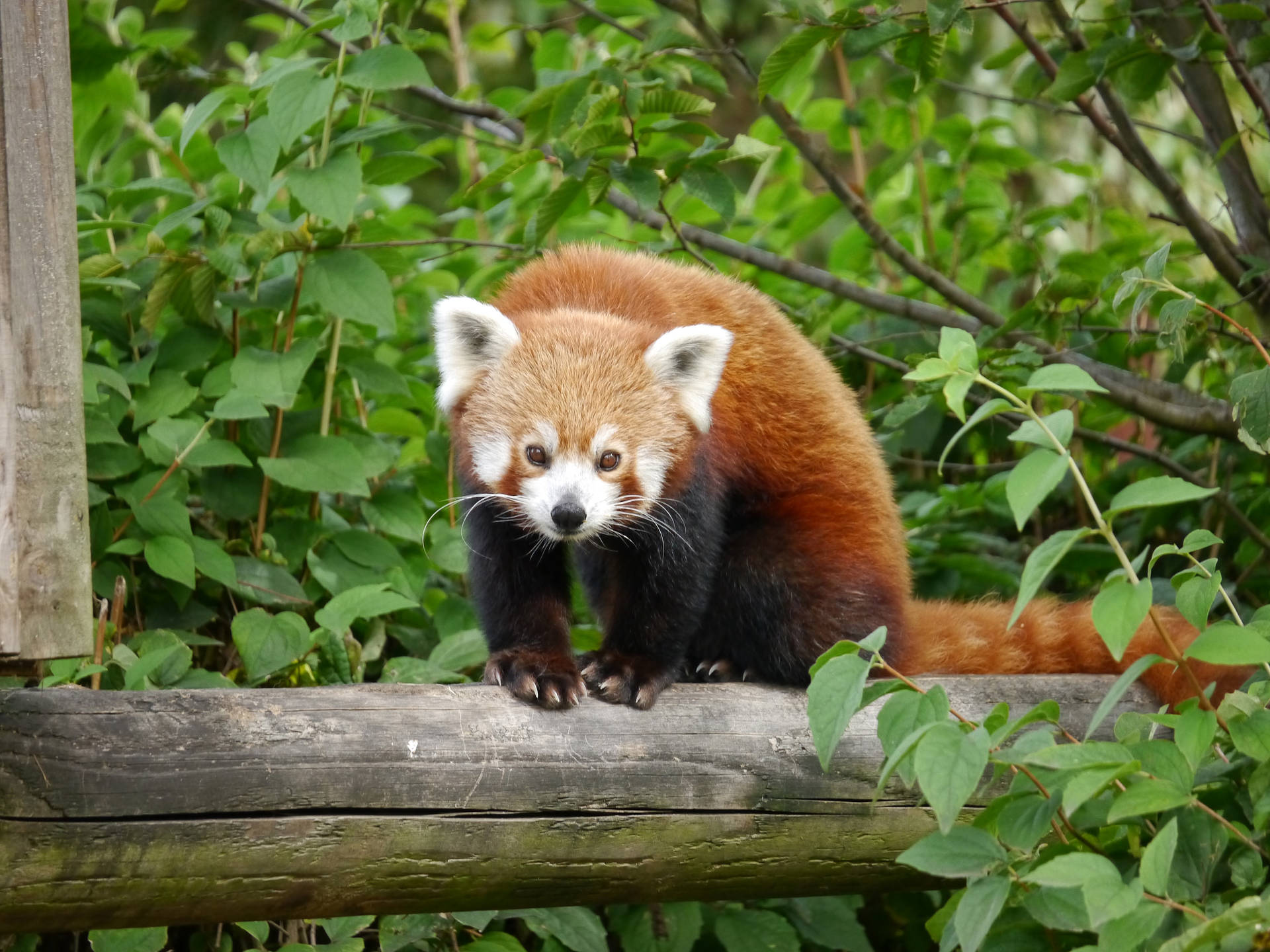 Red Panda On Log Background
