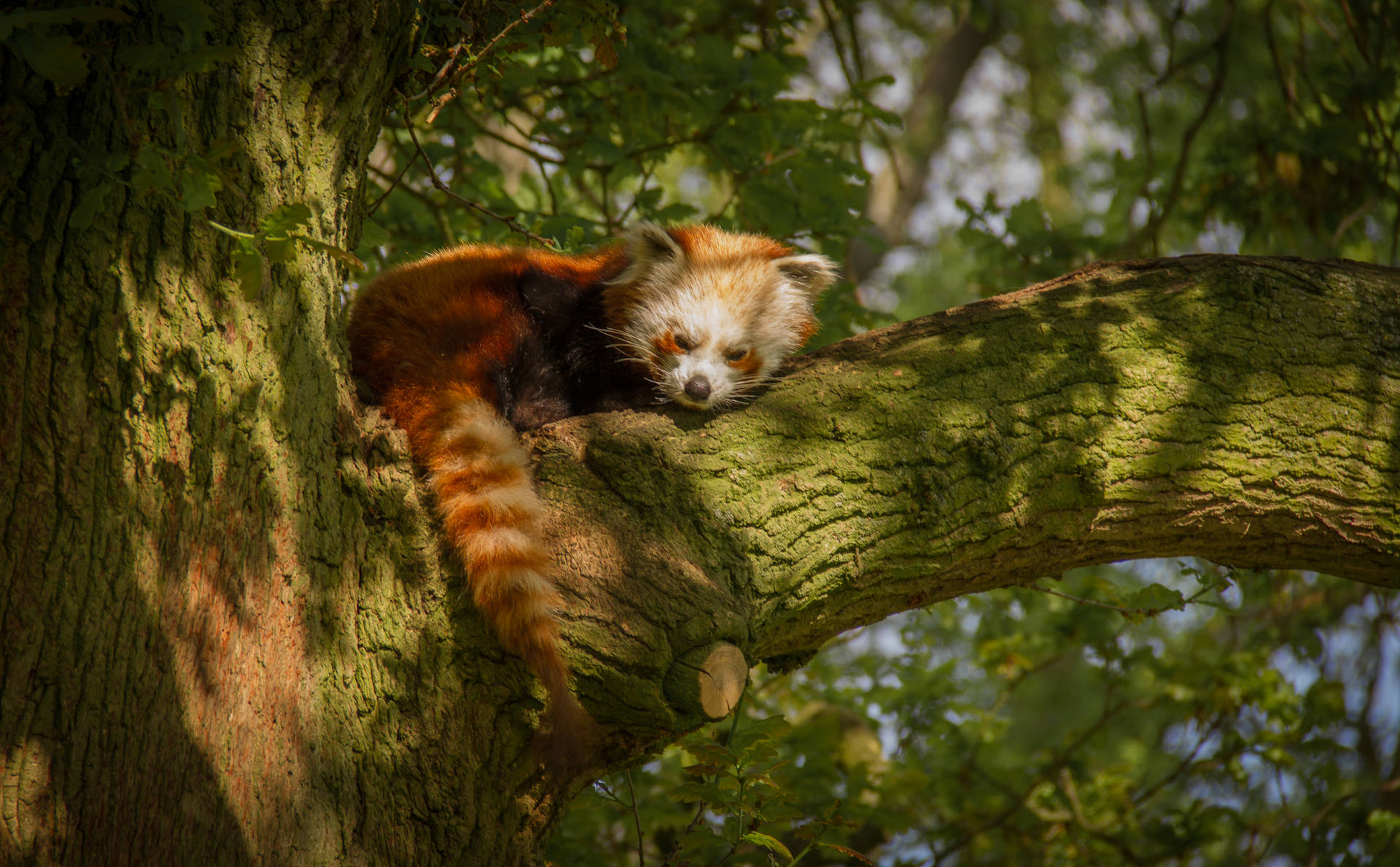 Red Panda On Moss Covered Tree Background