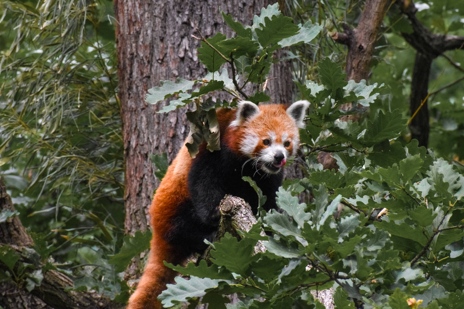 Red Panda On The Prowl Background