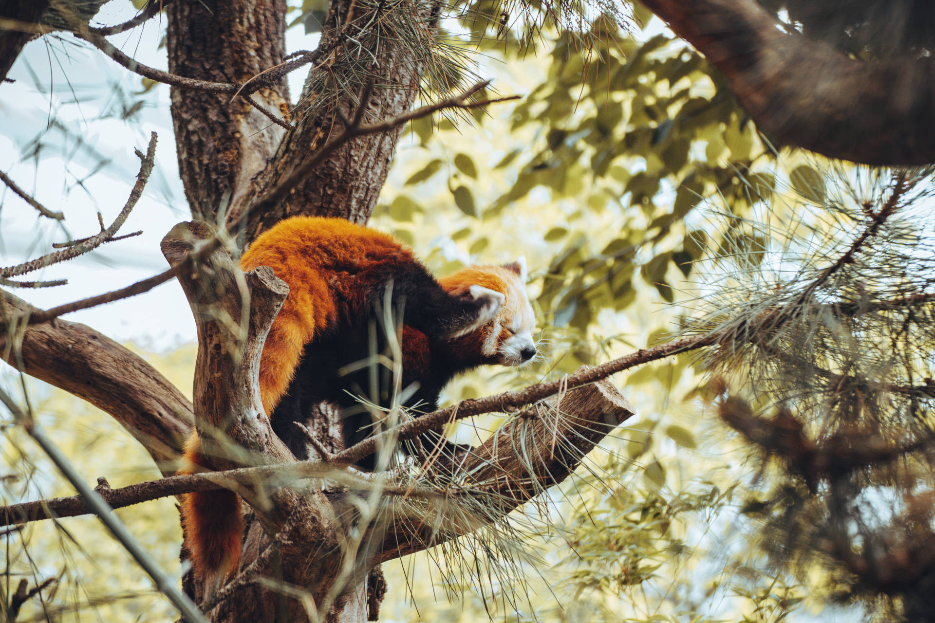 Red Panda Scratching With Hind Leg Background